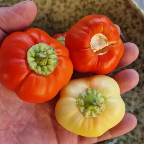 Sweet Apple Kambe Sweet Pepper Seeds