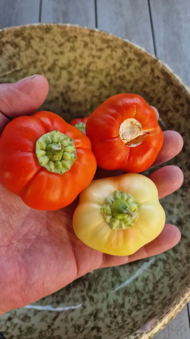 Sweet Apple Kambe Sweet Pepper Seeds