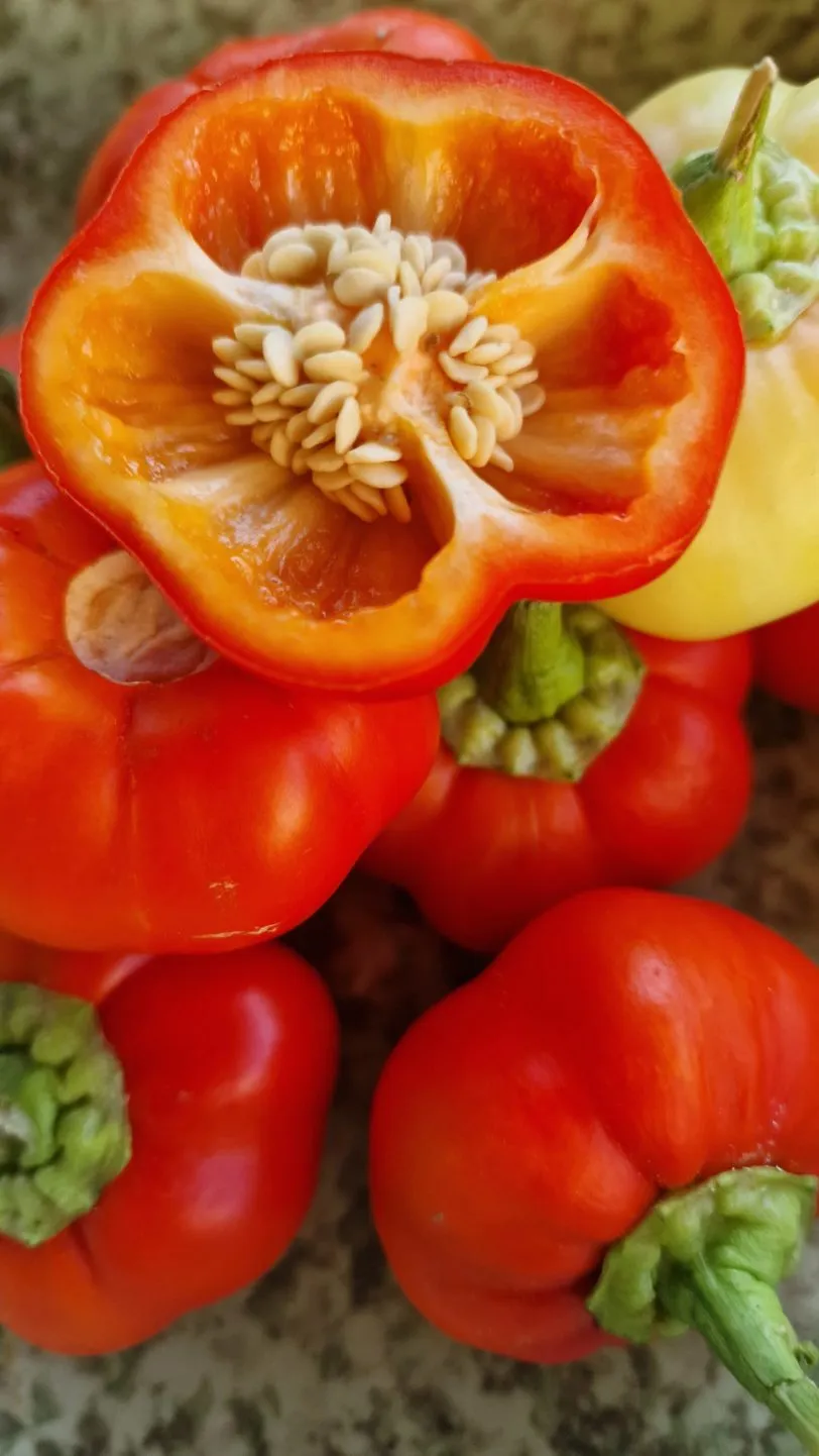 Sweet Apple Kambe Sweet Pepper Seeds - Image 4