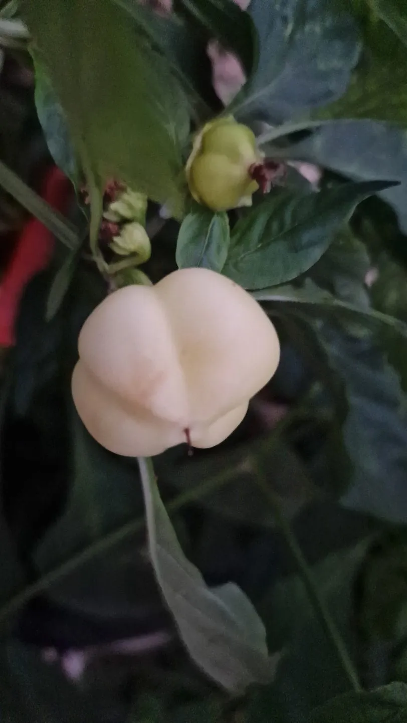 Sweet Apple Kambe Sweet Pepper Seeds - Image 3