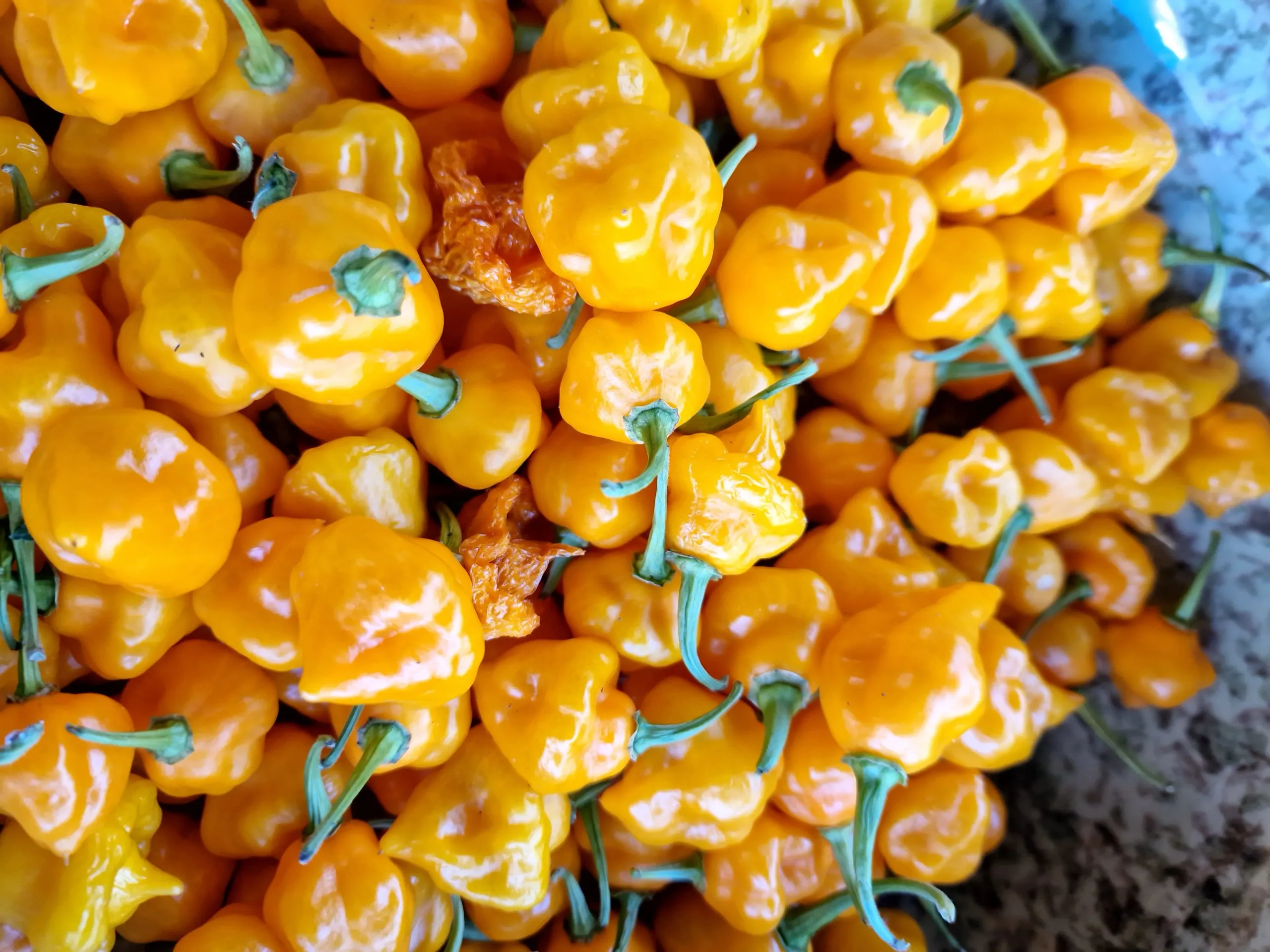 Trinidad Perfume Chilli Seeds - Image 2