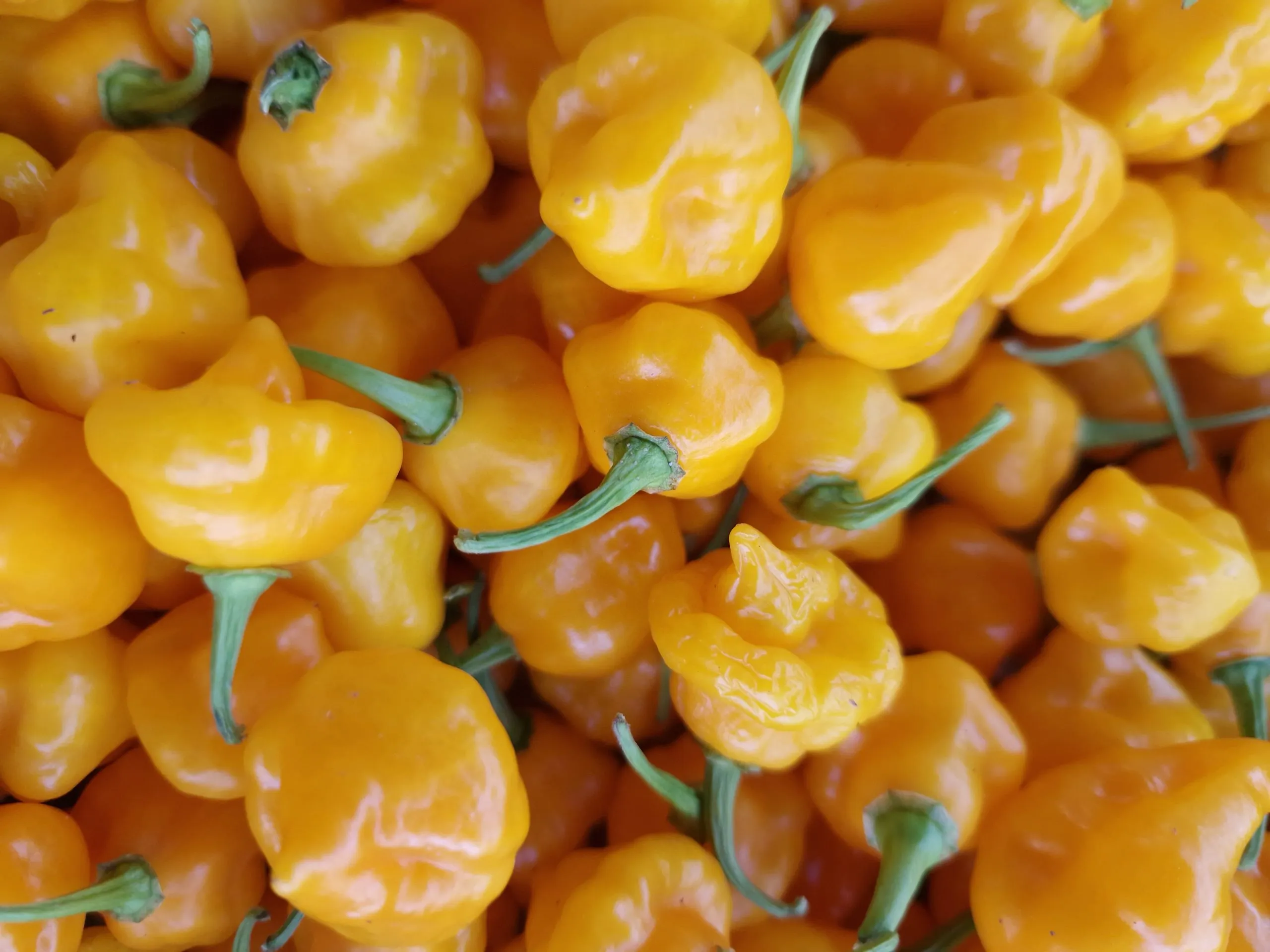 Trinidad Perfume Chilli Seeds - Image 3