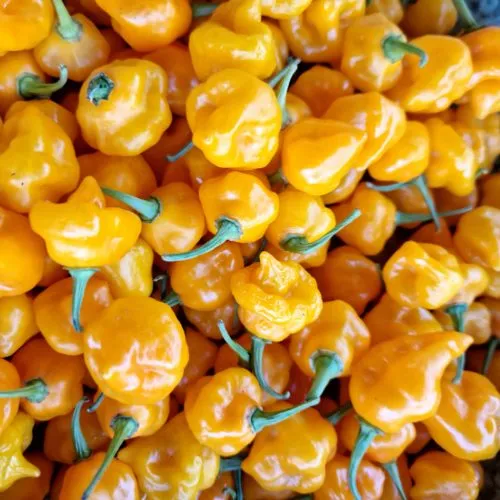 Trinidad Perfume Chilli Seeds