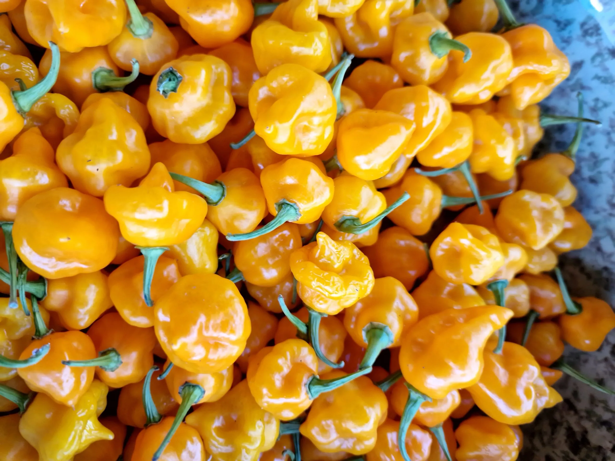 Trinidad Perfume Chilli Seeds