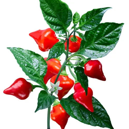 Chupertino Chilli Seeds