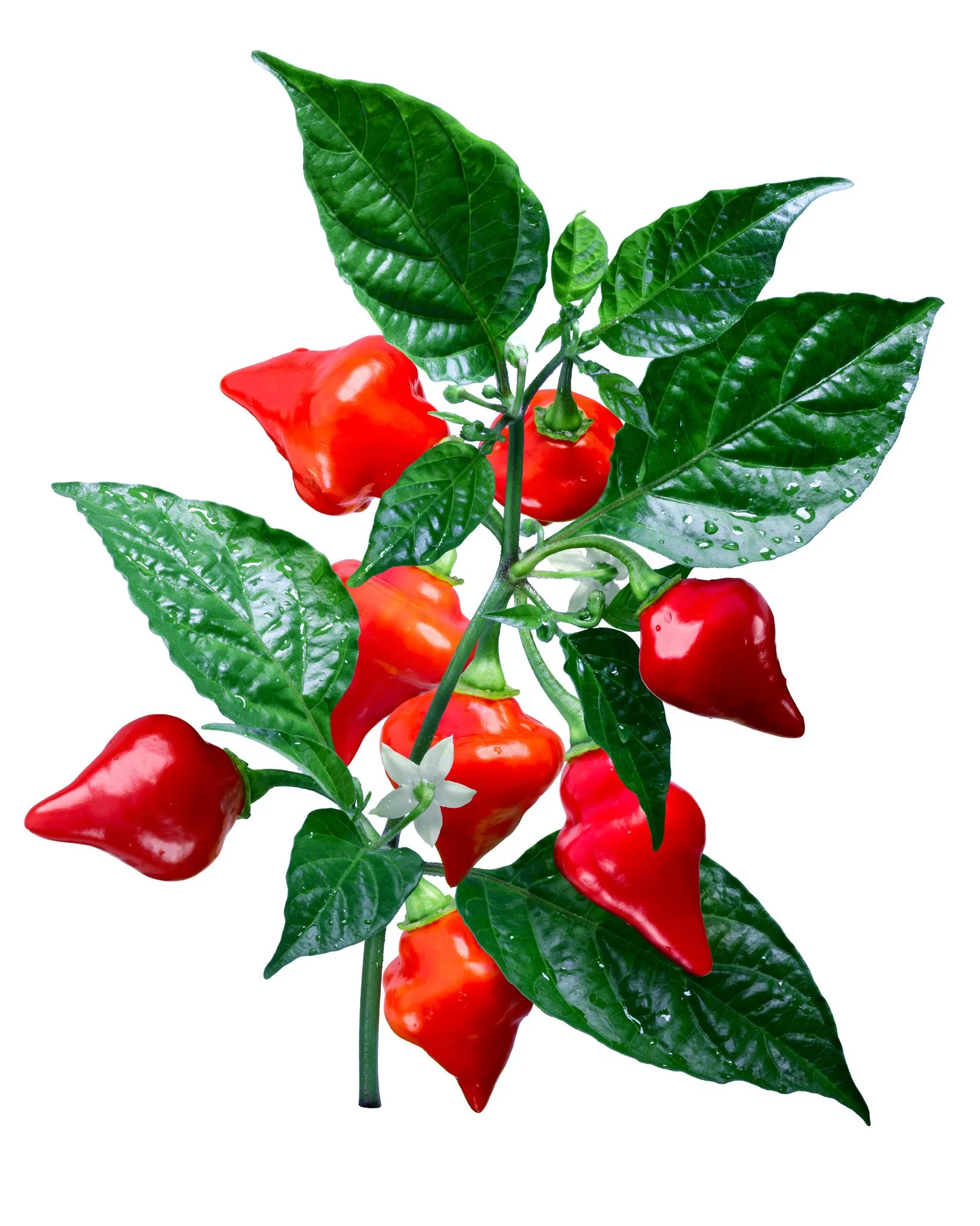 Chupertino Chilli Seeds