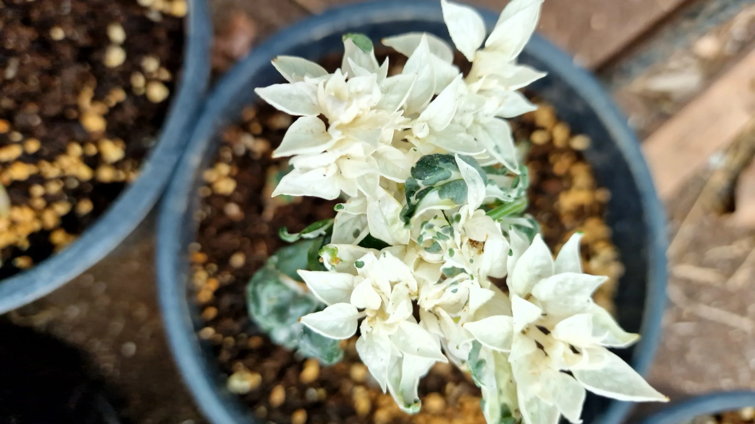 Mattapeno Chilli Seeds - Image 3