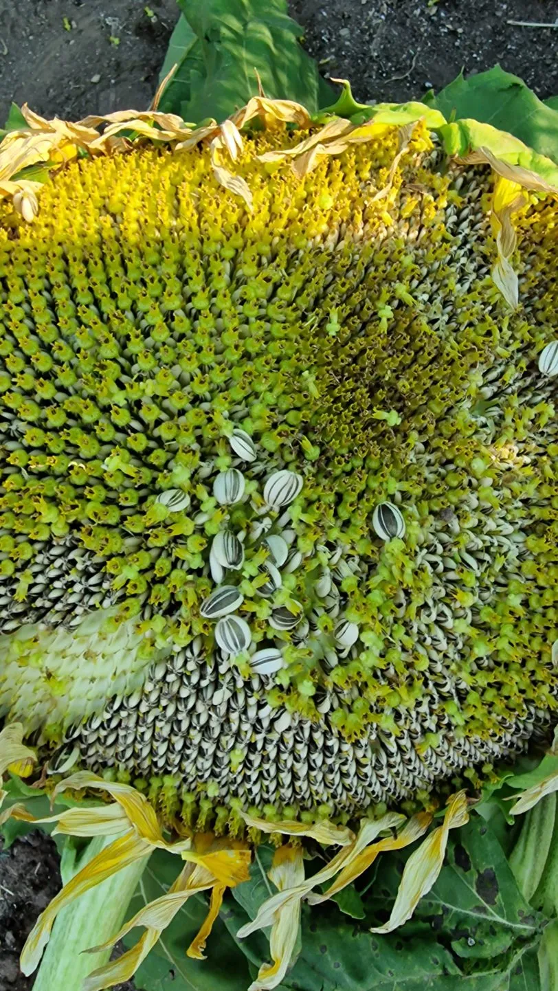 Titan Giant Sunflower Seeds - Image 4