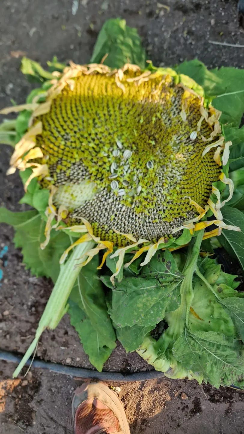 Titan Giant Sunflower Seeds - Image 3