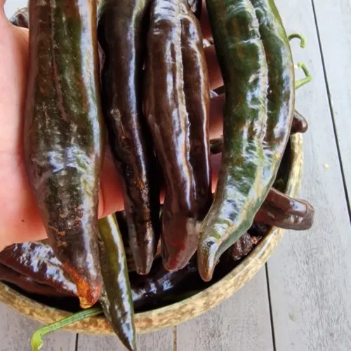Chilaca Pasilla Chilli Seeds