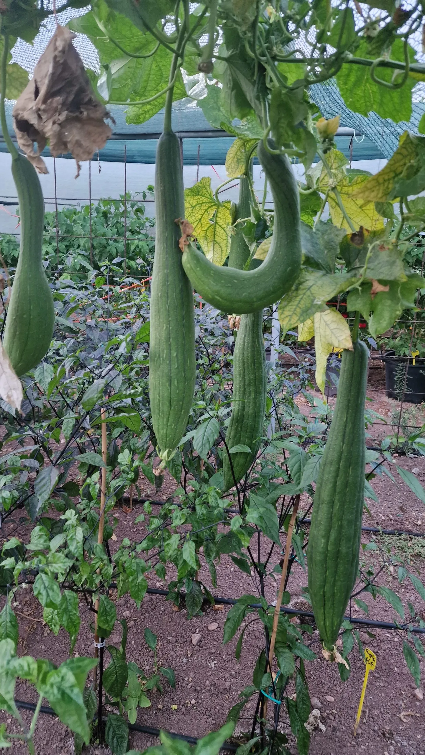 Luffa Sponge Gourd Seeds - Image 5