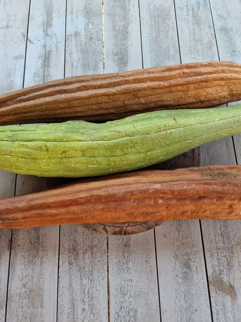 Luffa Gourd Seeds