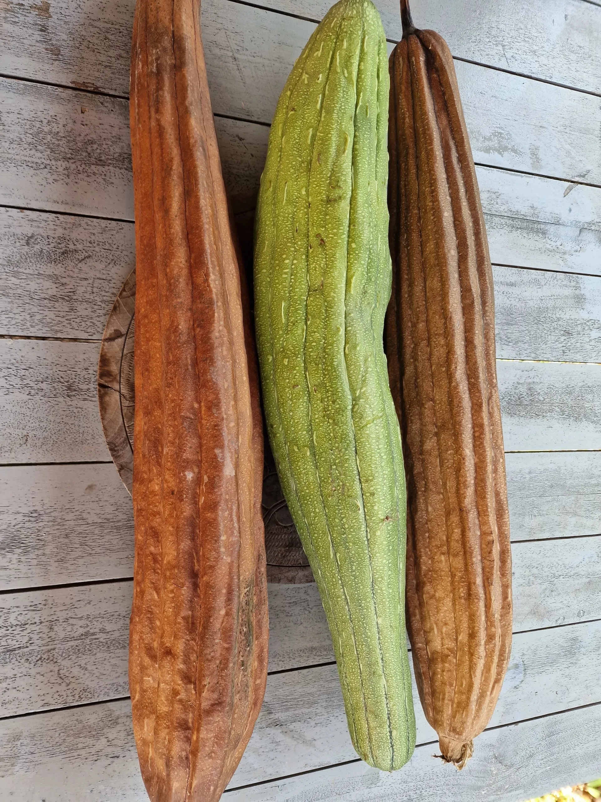 Luffa Sponge Gourd Seeds - Image 4