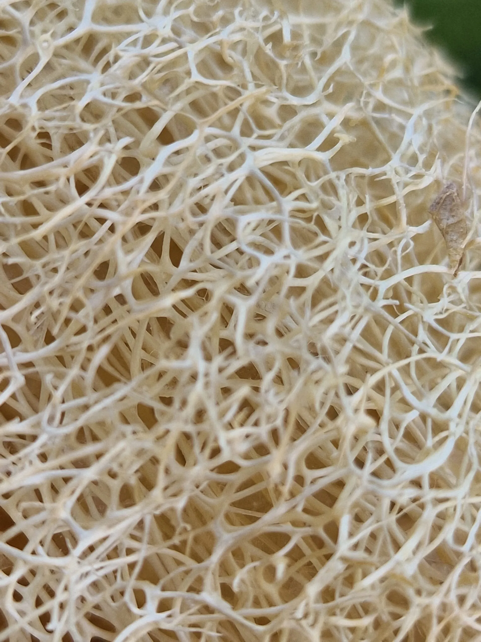 Luffa Sponge Gourd Seeds - Image 3