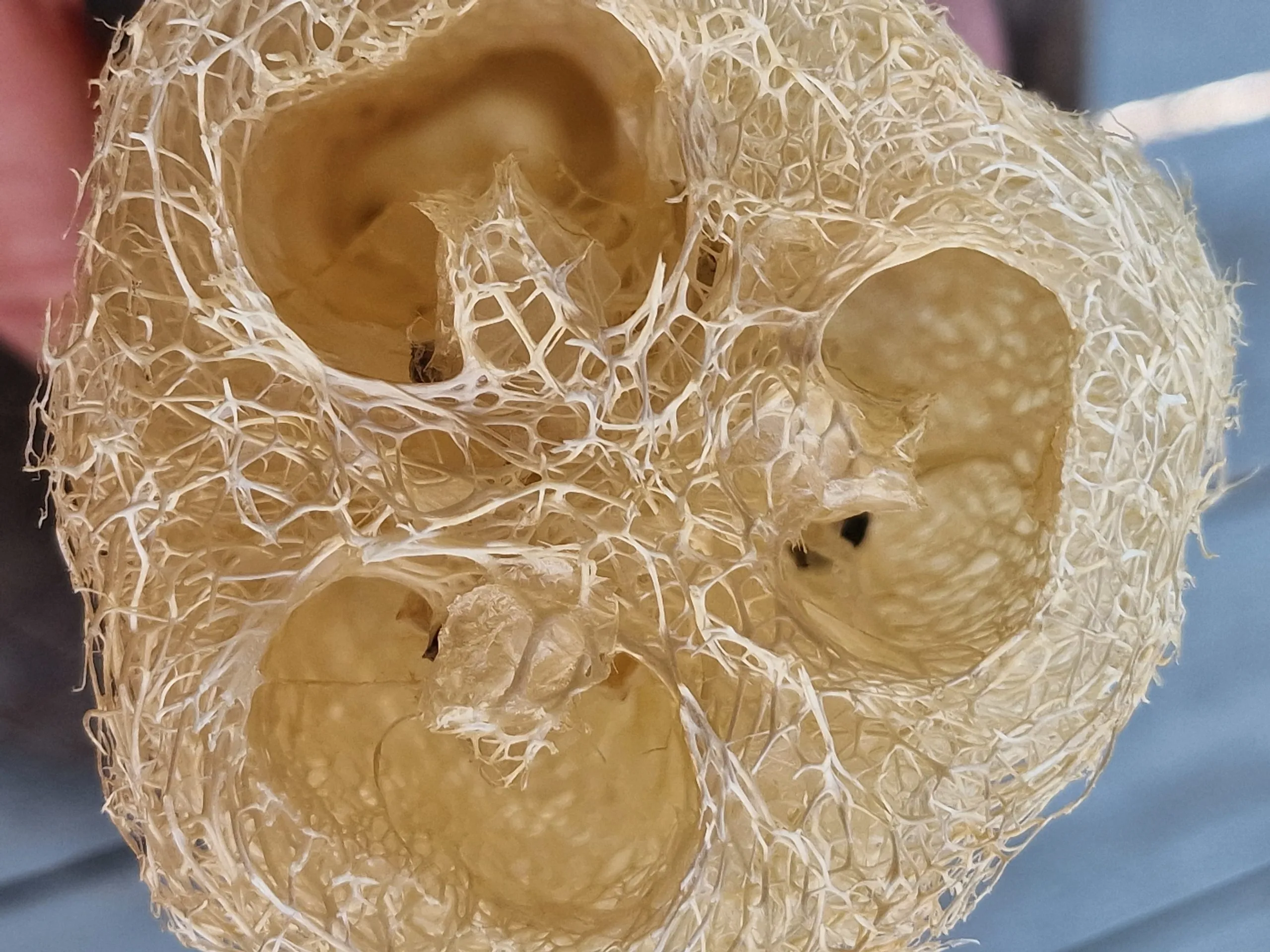 Luffa Sponge Gourd Seeds - Image 2