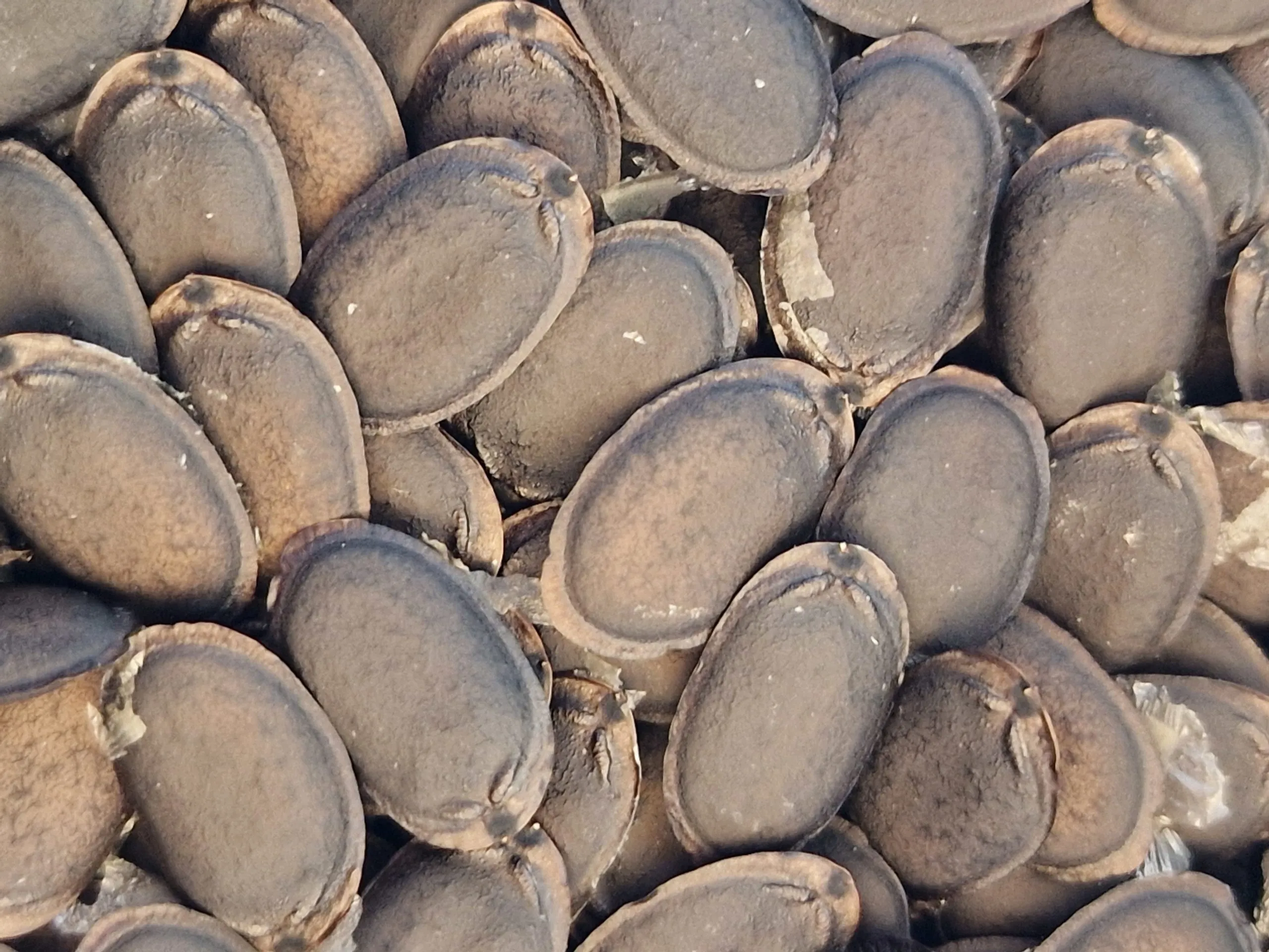 Luffa Sponge Gourd Seeds - Image 6