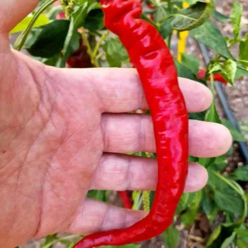 XXL Longhorn Chilli Seeds