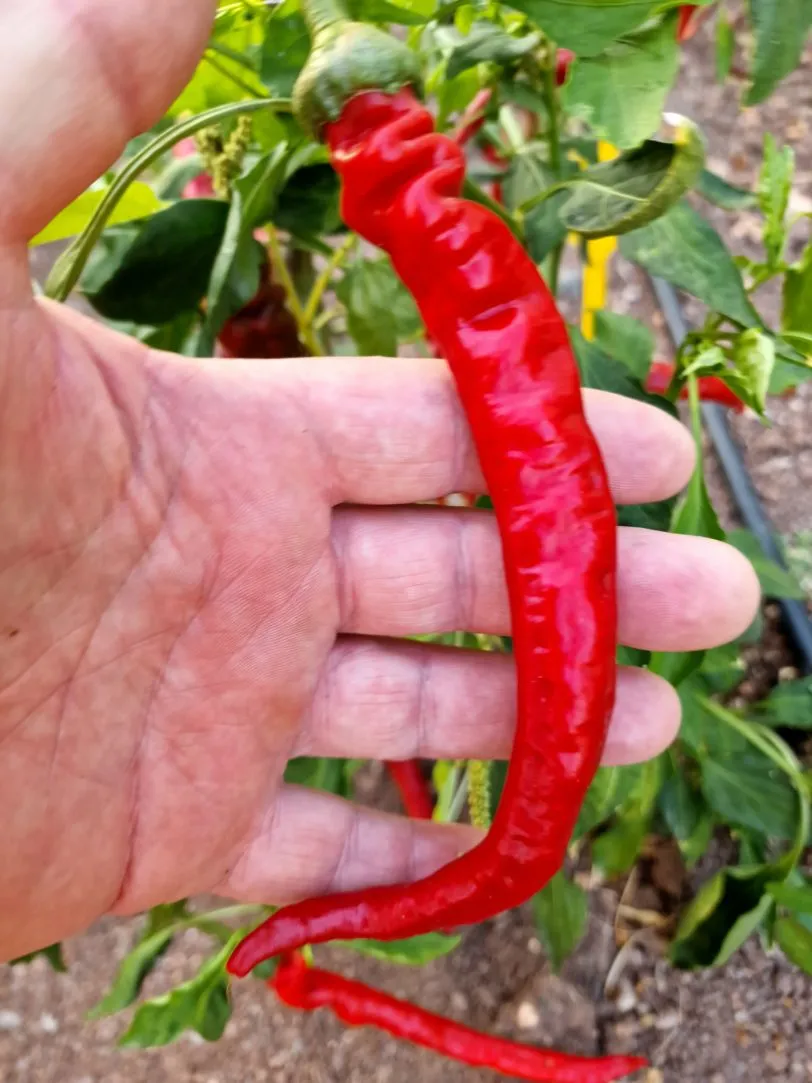 XXL Longhorn Chilli Seeds