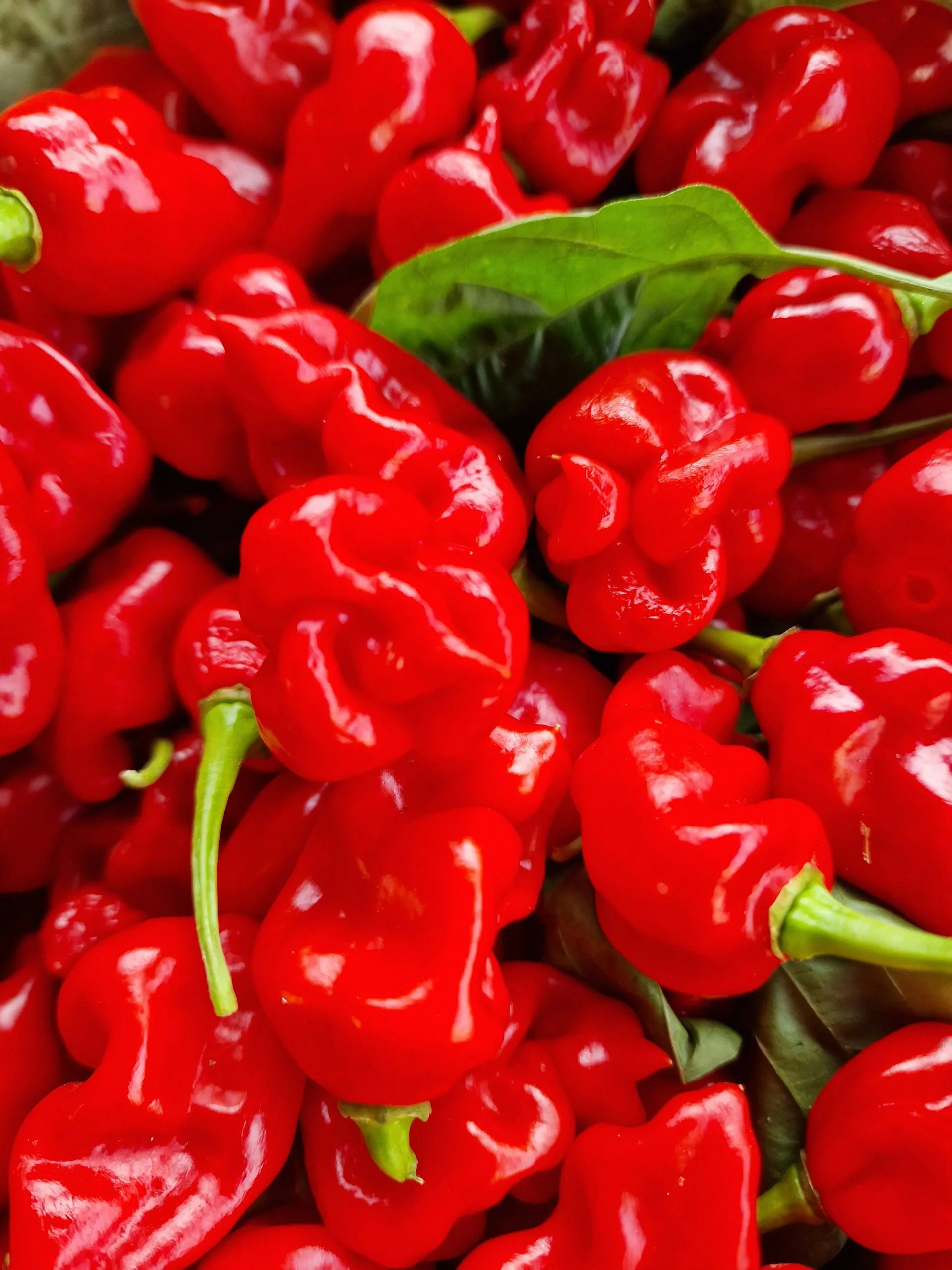 Faddas Reaper Perfume Chilli Seeds - Image 3