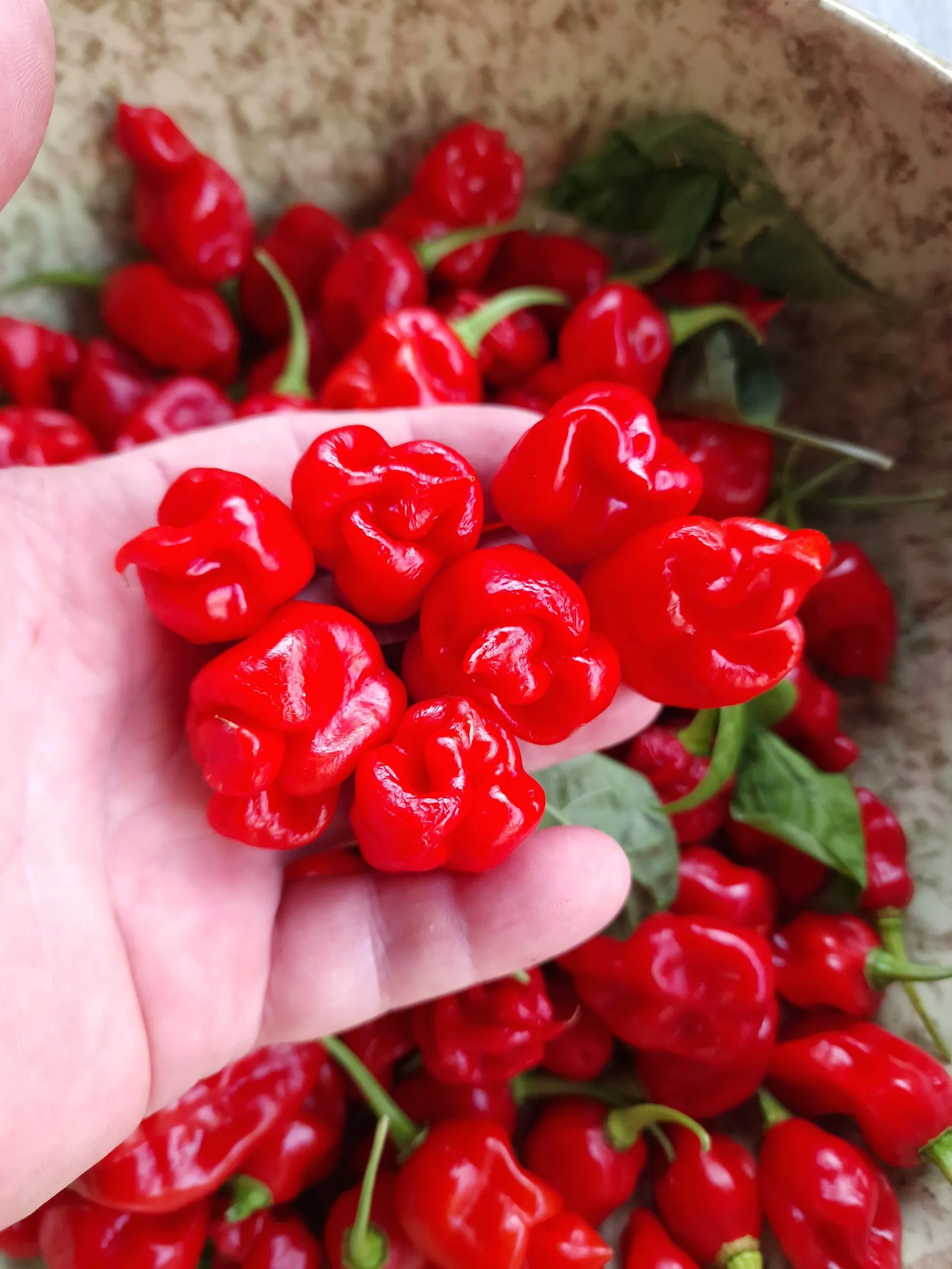 Faddas Reaper Perfume Chilli Seeds - Image 4