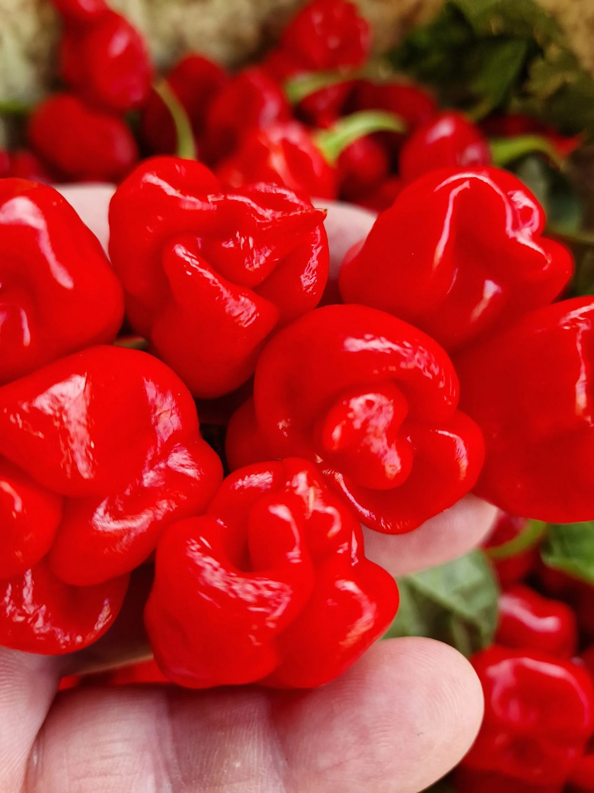 Faddas Reaper Perfume Chilli Seeds - Image 2