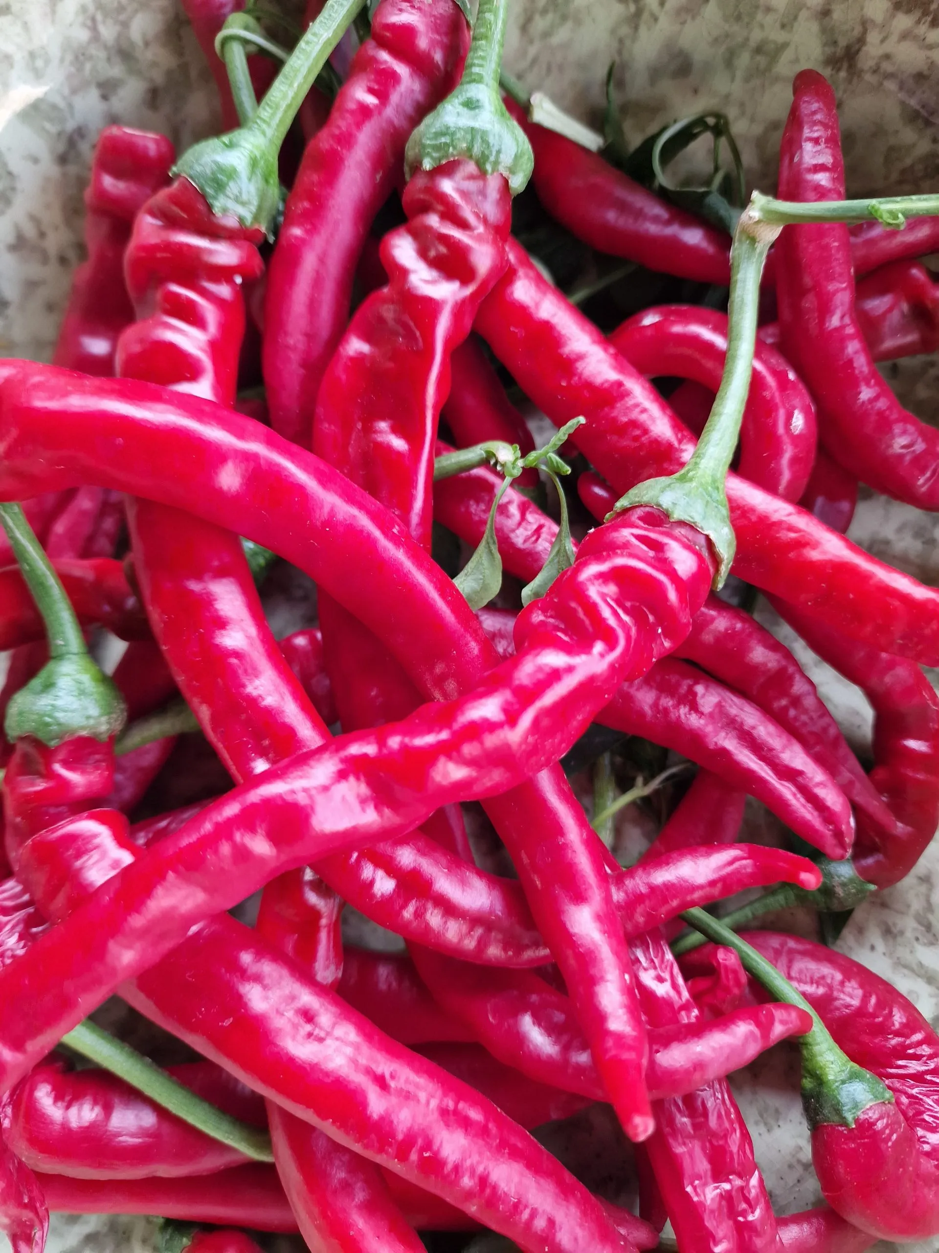 XXL Longhorn Chilli Seeds - Image 2