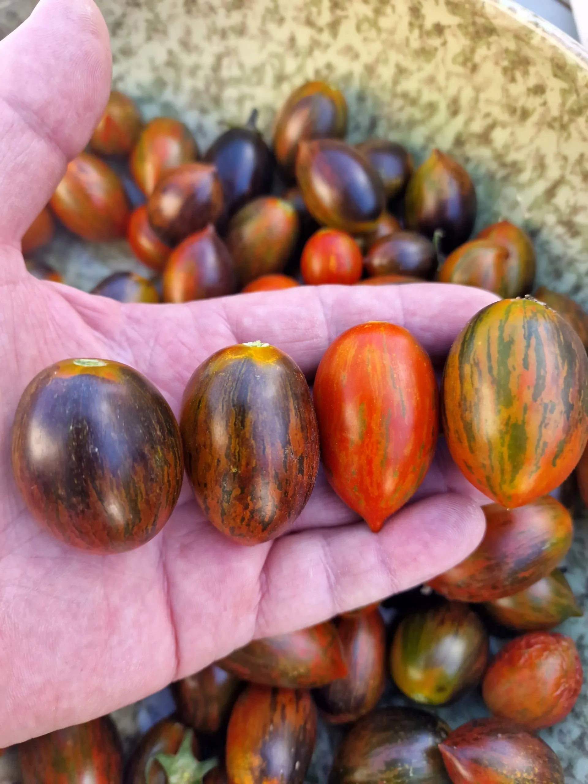 Brad's Atomic Grape Tomato Seeds - Image 5