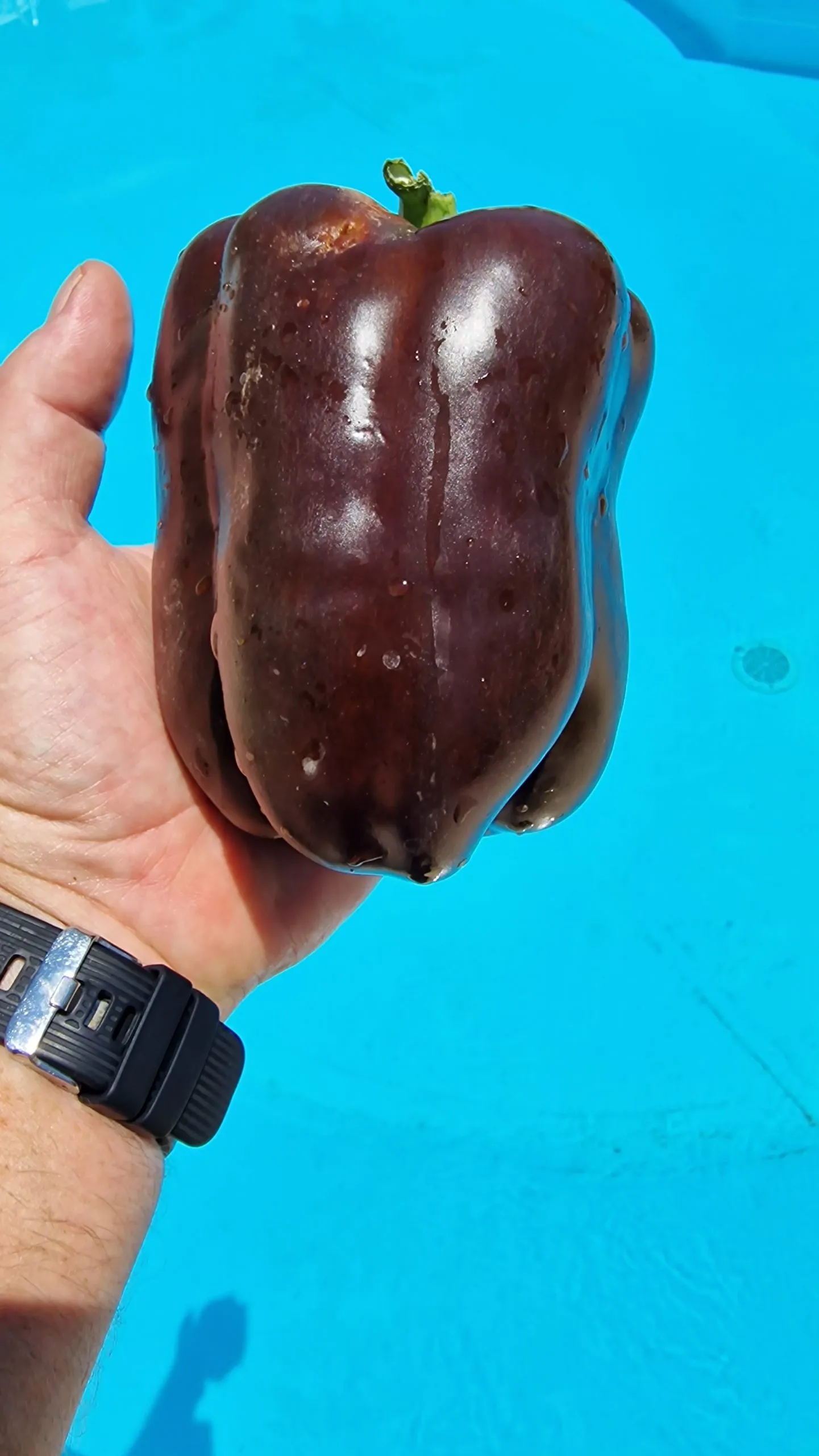 Chocolate Beauty Sweet Pepper Seeds - Image 3