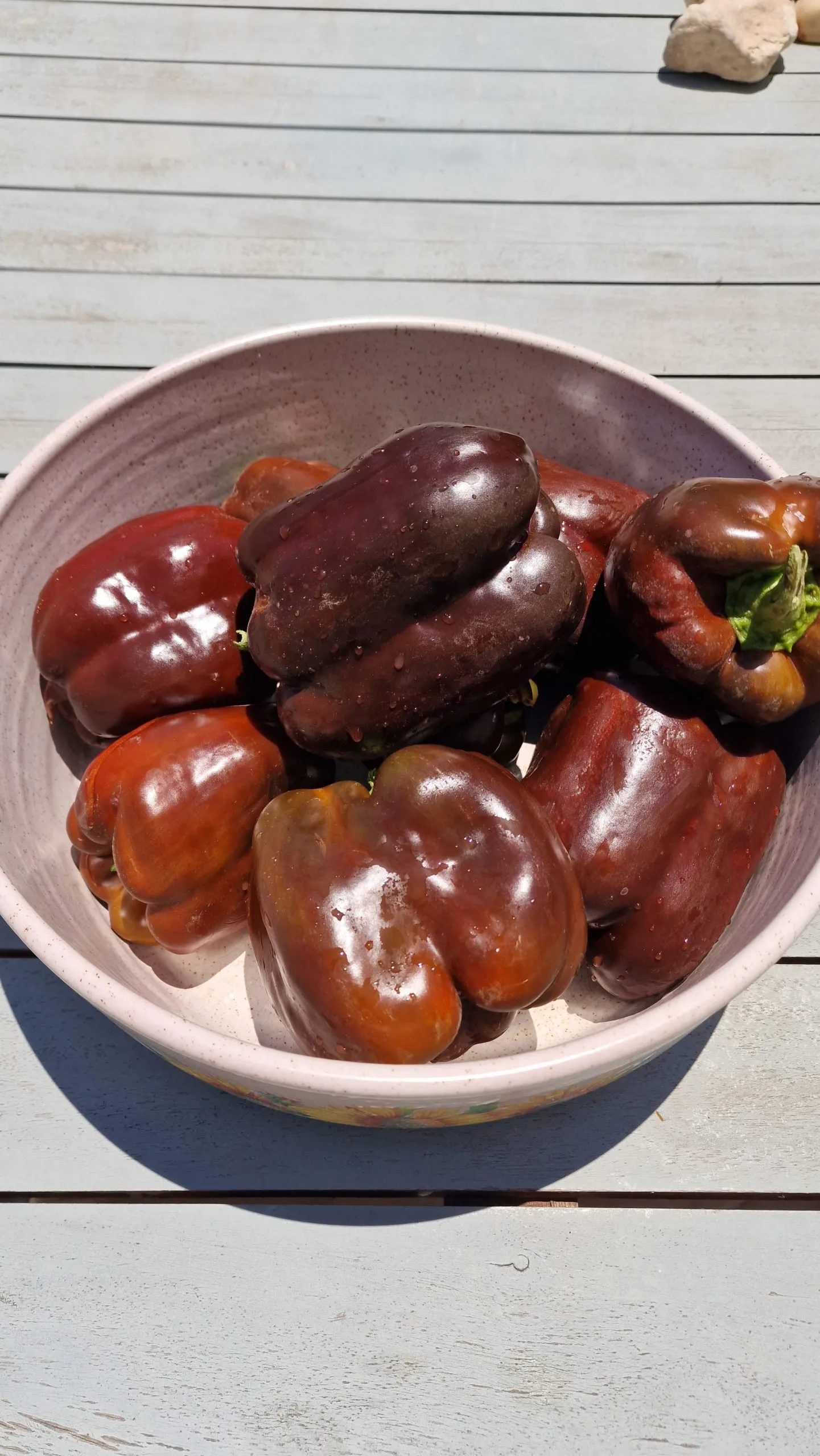 Chocolate Beauty Sweet Pepper Seeds - Image 4