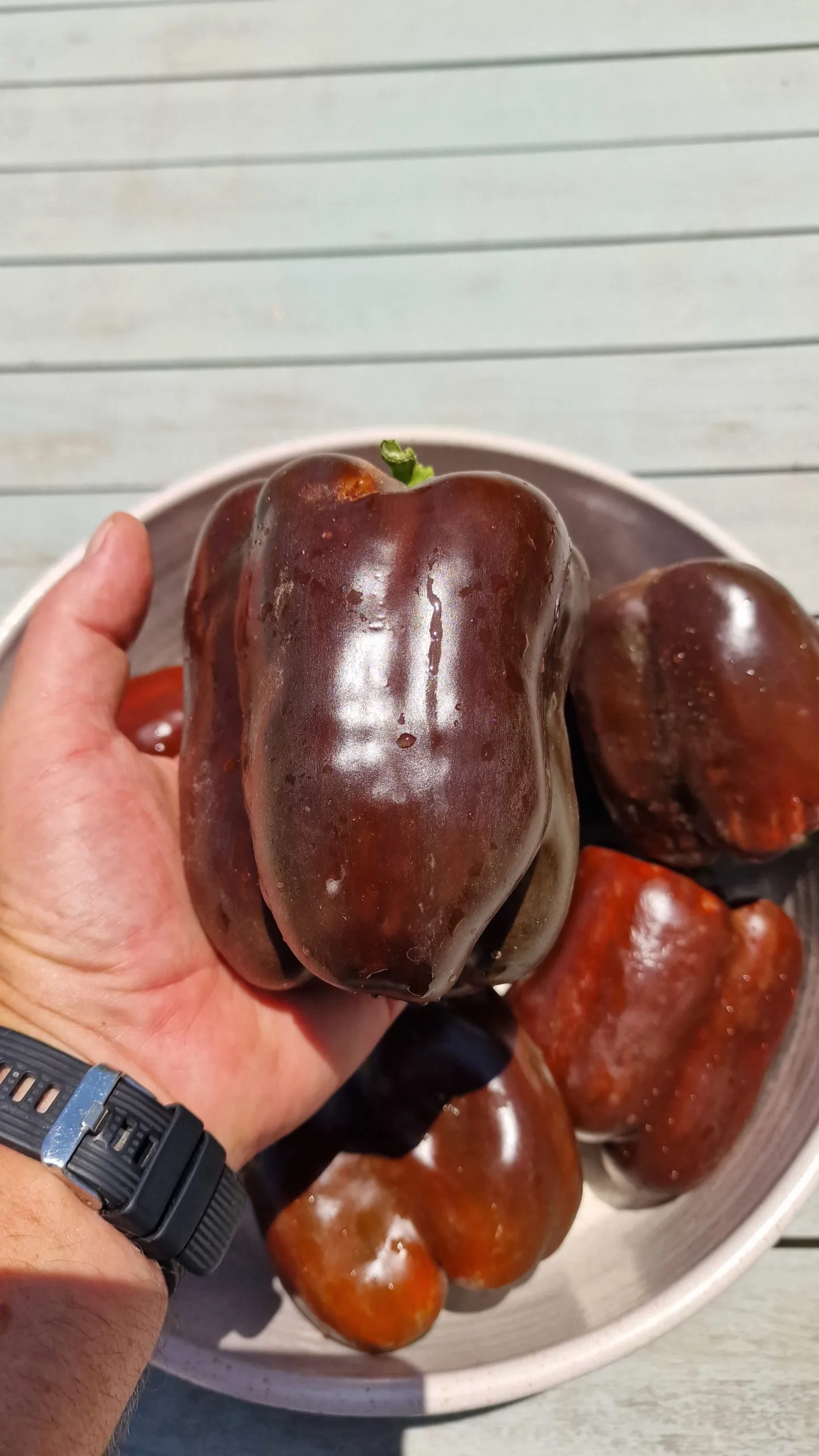 Chocolate Beauty Sweet Pepper Seeds - Image 2