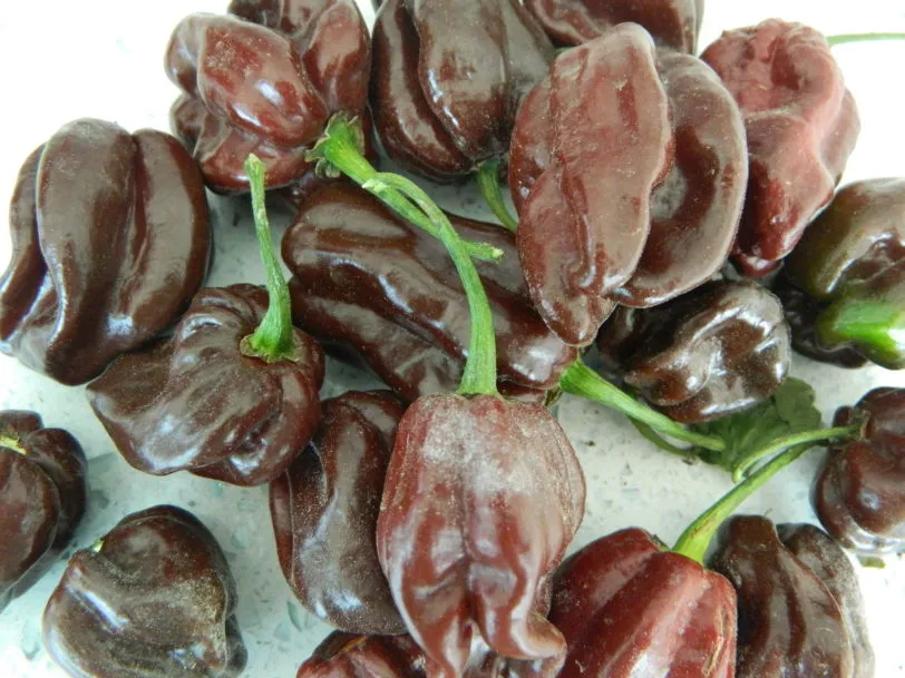 Habanero Triple Pack - Image 8