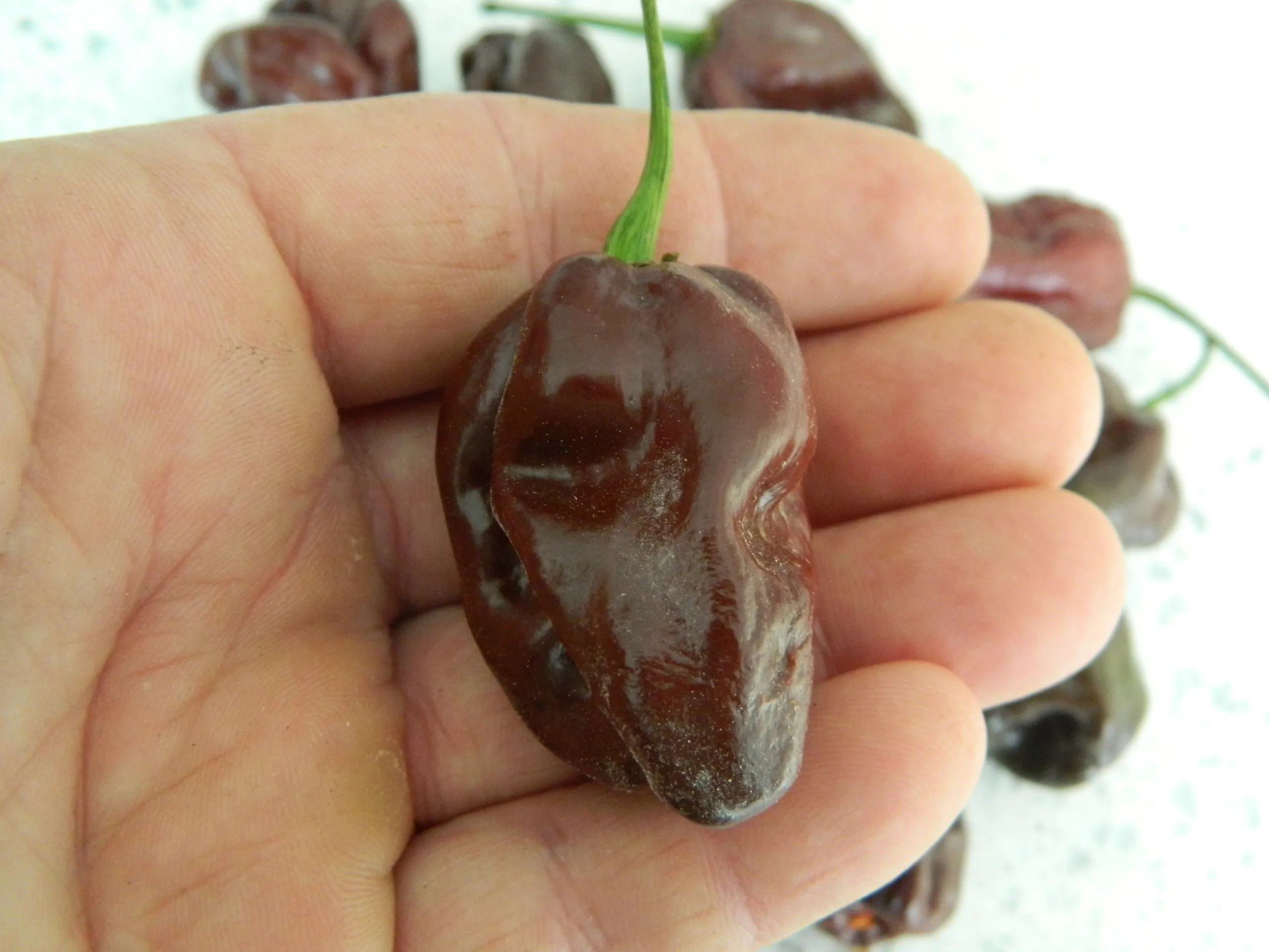 Habanero Triple Pack - Image 7