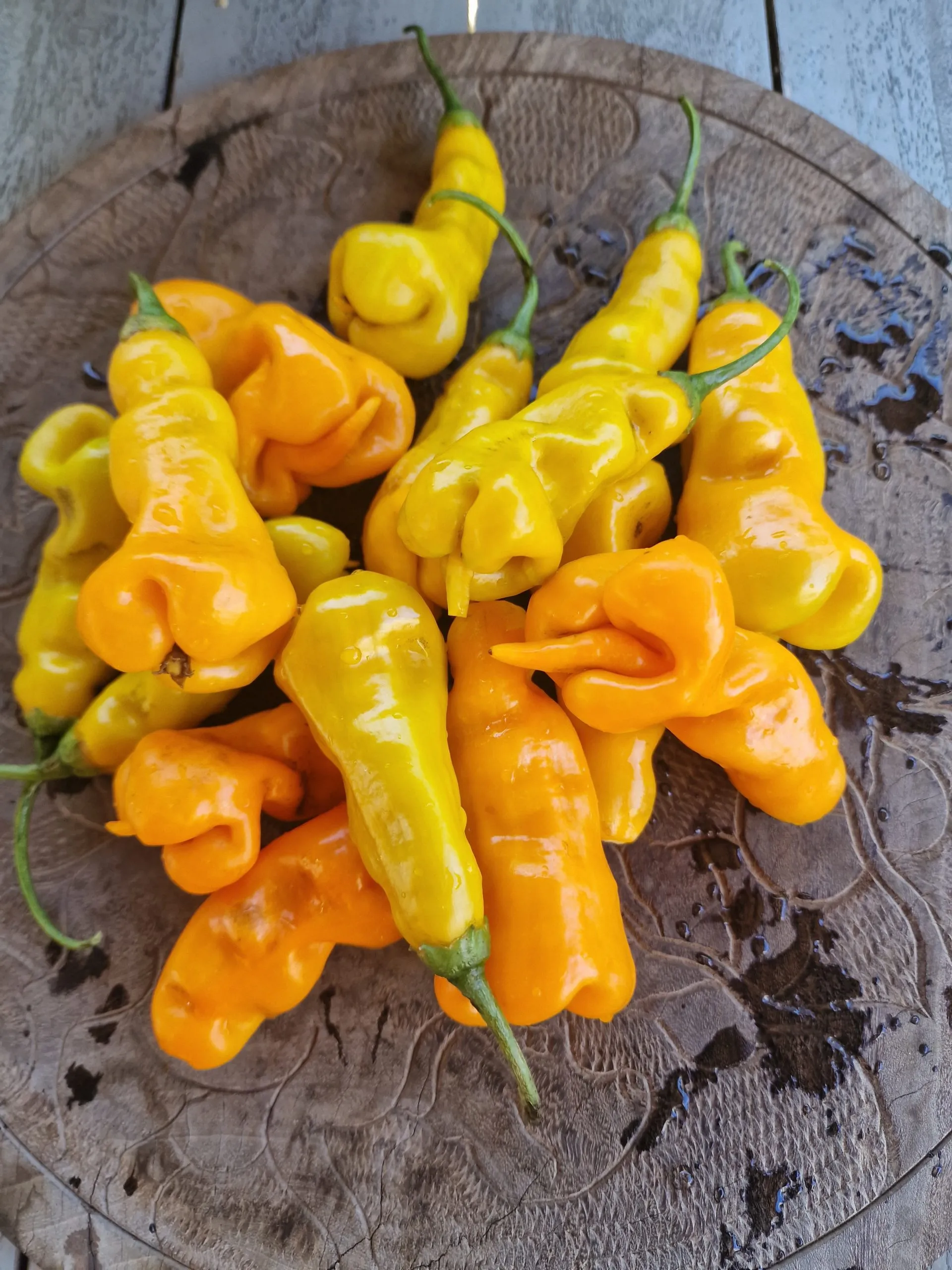 Erotico Chilli Seeds - Image 4