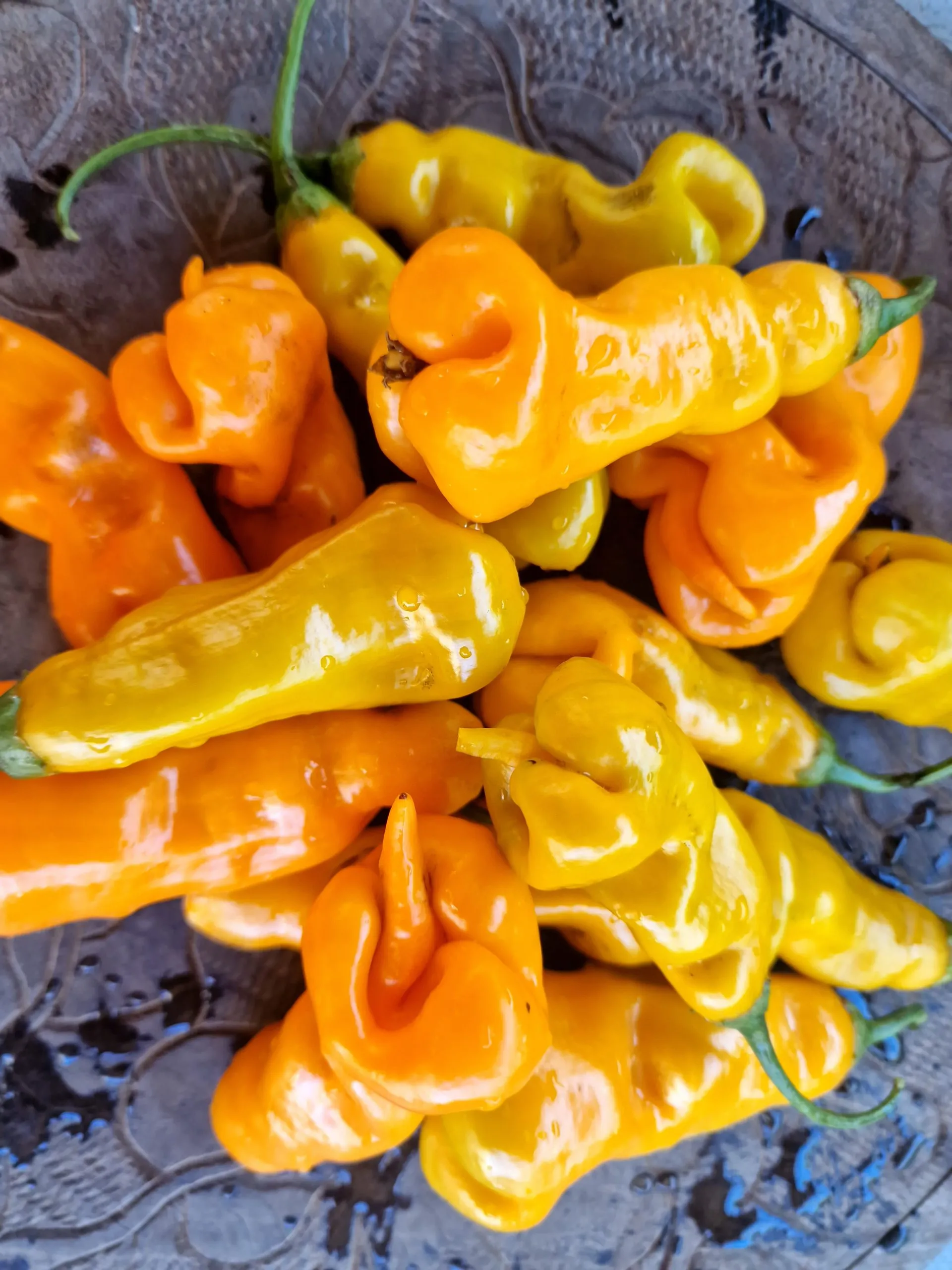 Erotico Chilli Seeds - Image 2