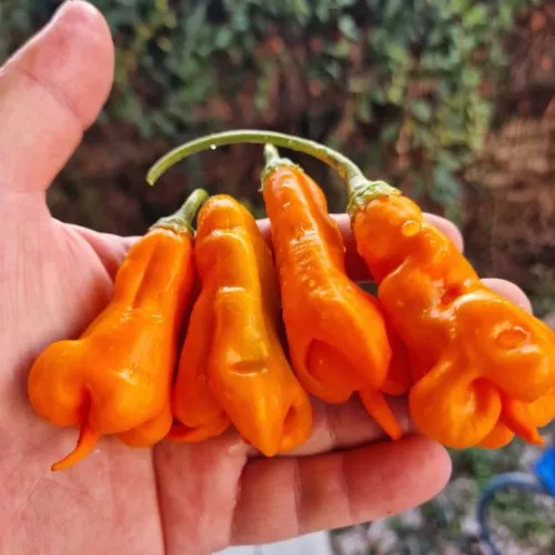 Erotico Chilli Seeds