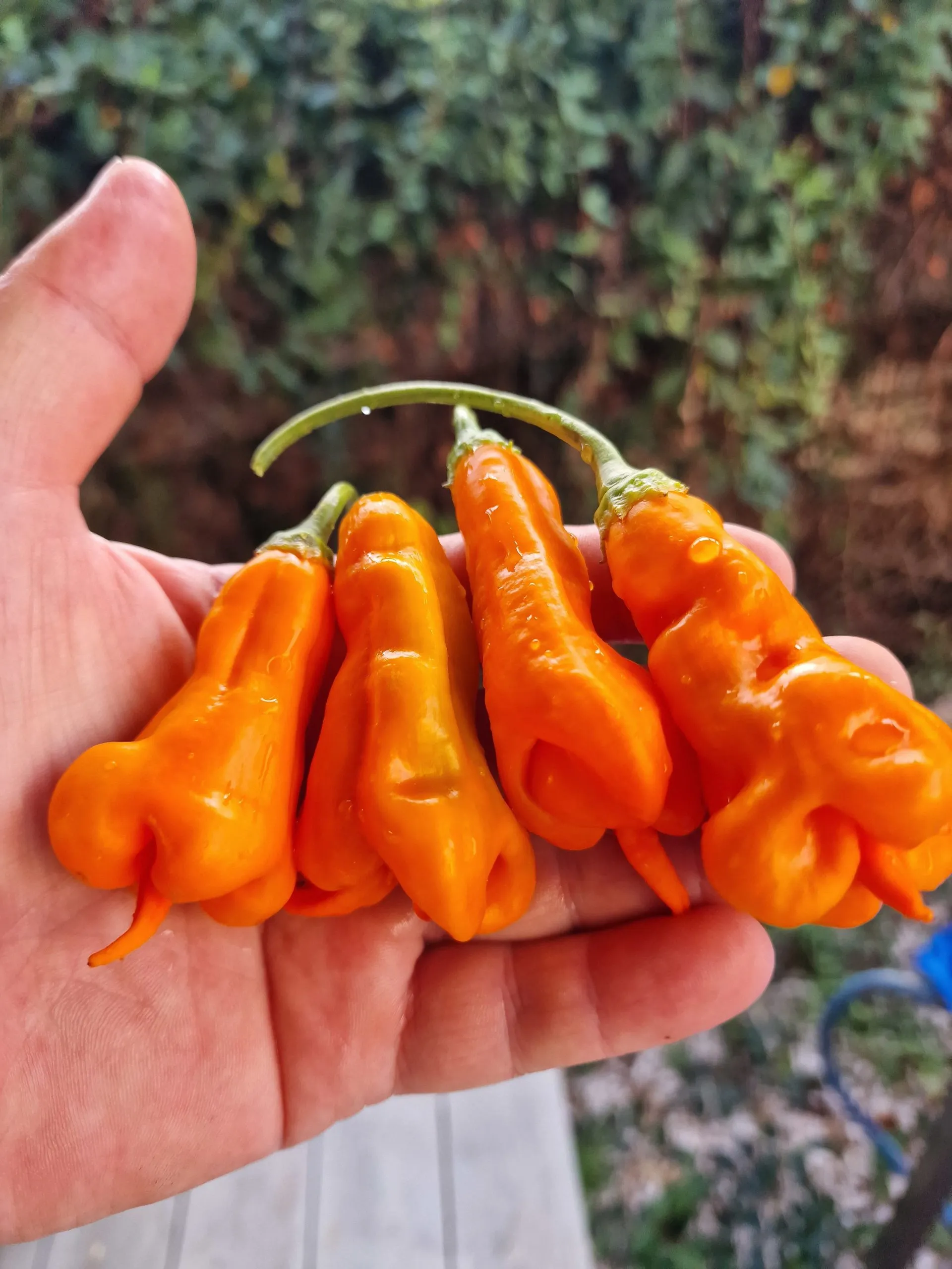 Erotico Chilli Seeds