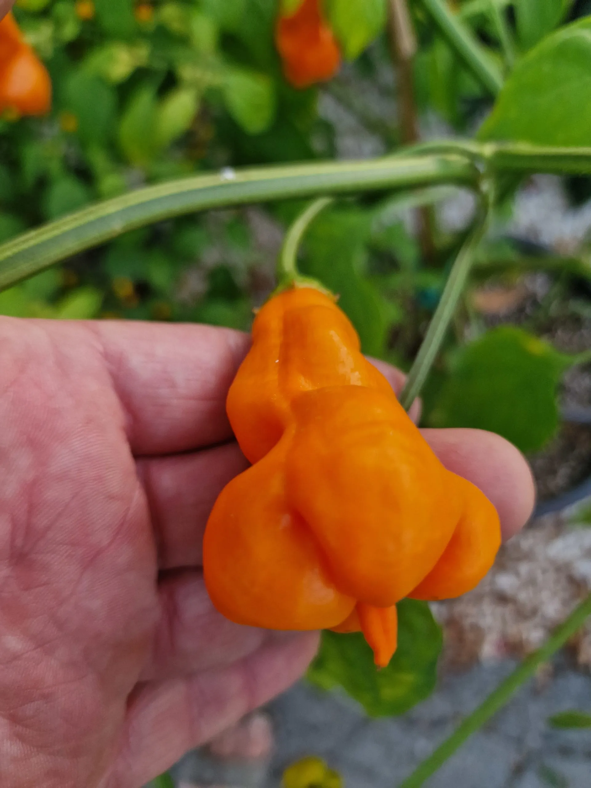 Erotico Chilli Seeds - Image 5