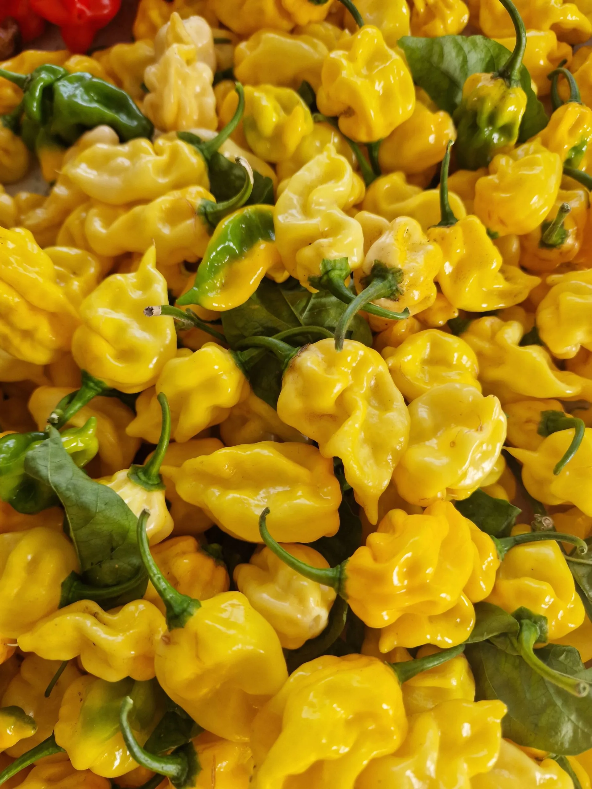 Habanero Triple Pack - Image 10