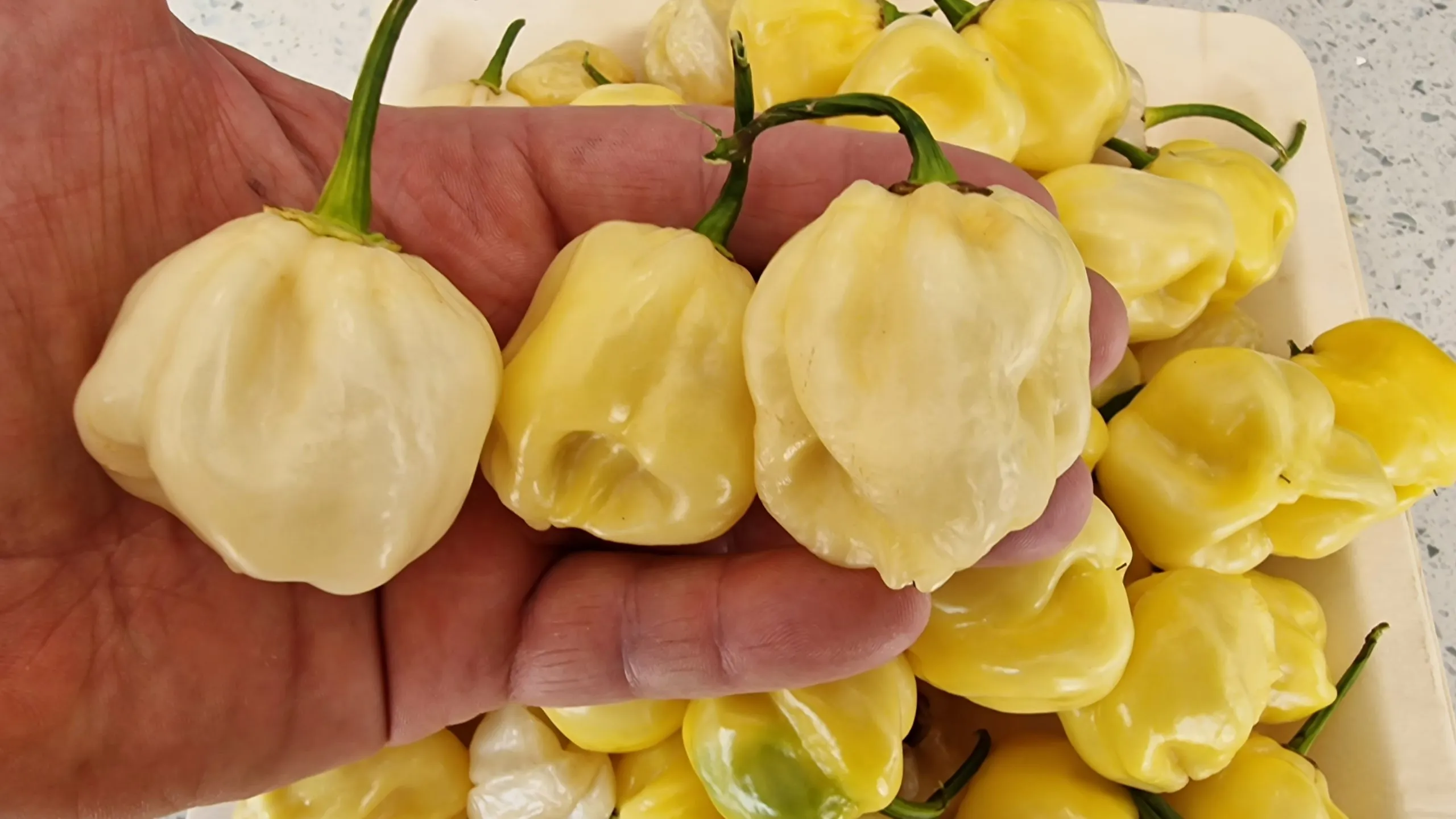 Habanero Triple Pack - Image 6