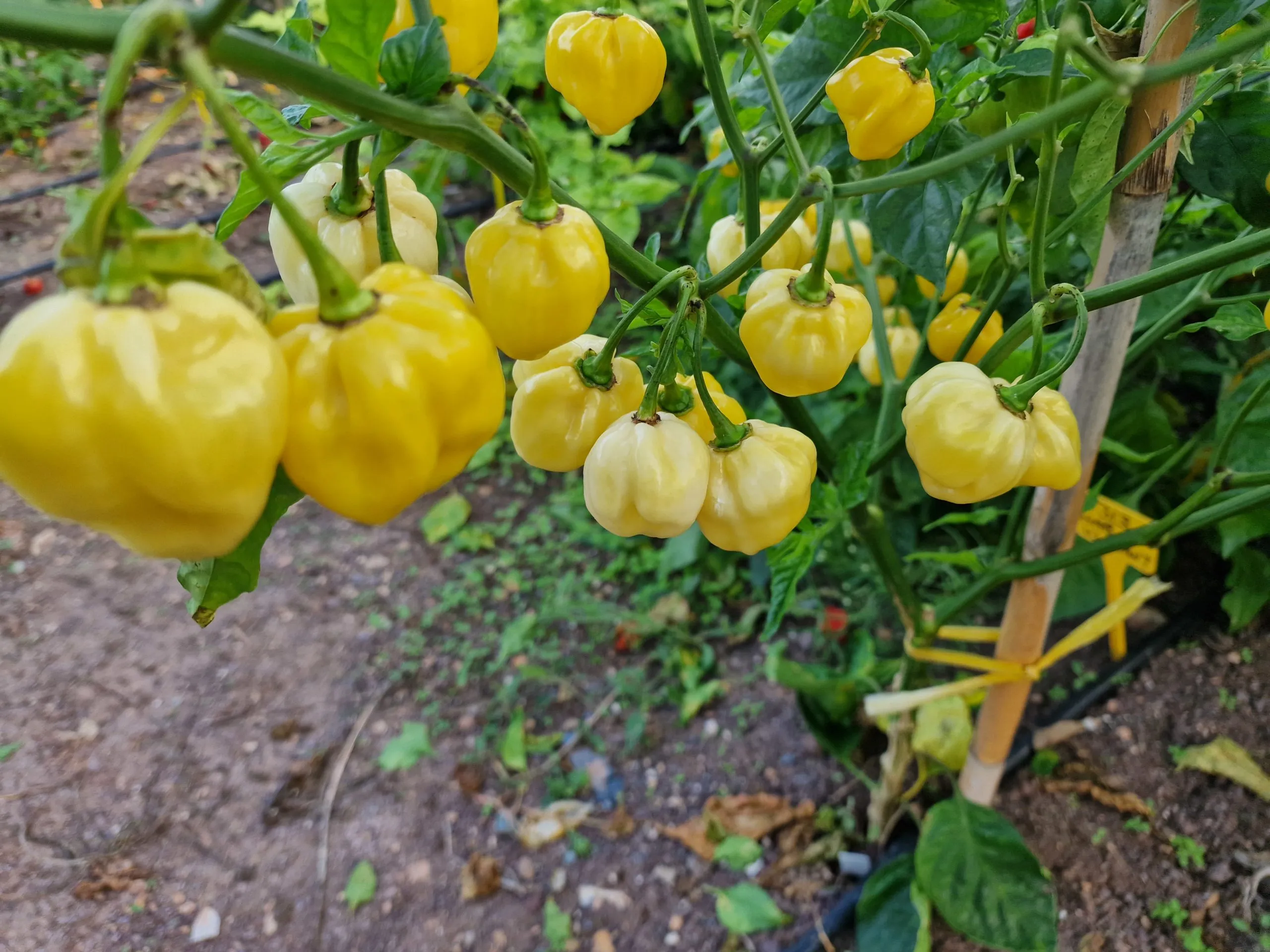 Habanero Triple Pack - Image 5