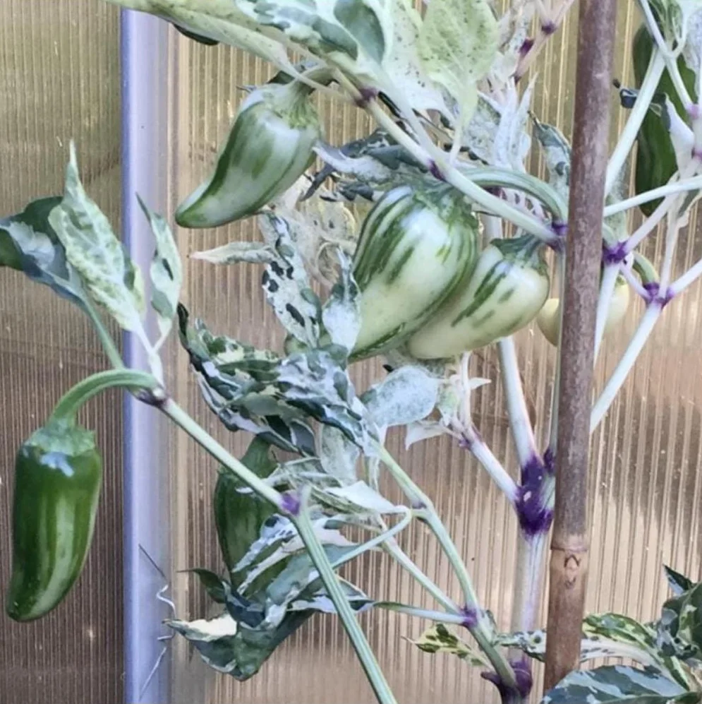 Mattapeno Chilli Seeds