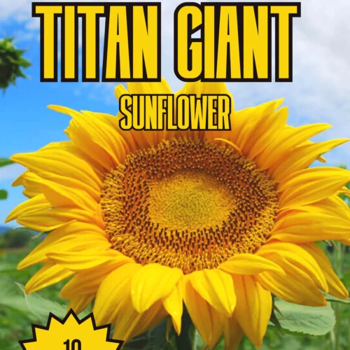 Titan Giant Sunflower Seeds