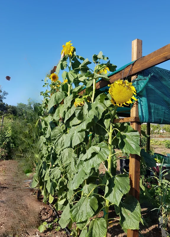Titan Sunflower Seeds