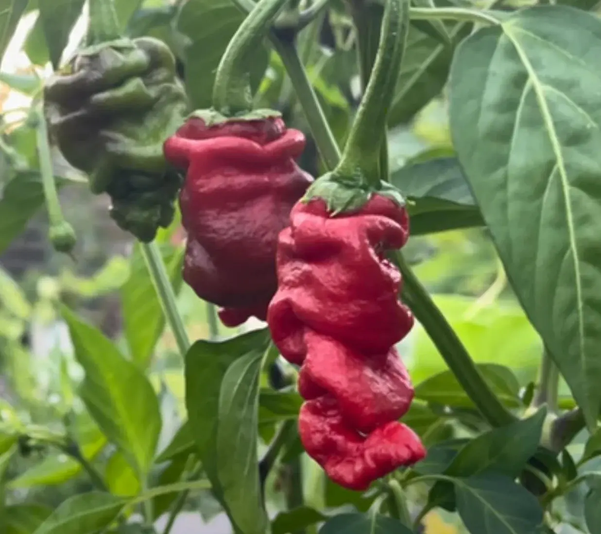 Zou-Pi Chilli Seeds - Image 2