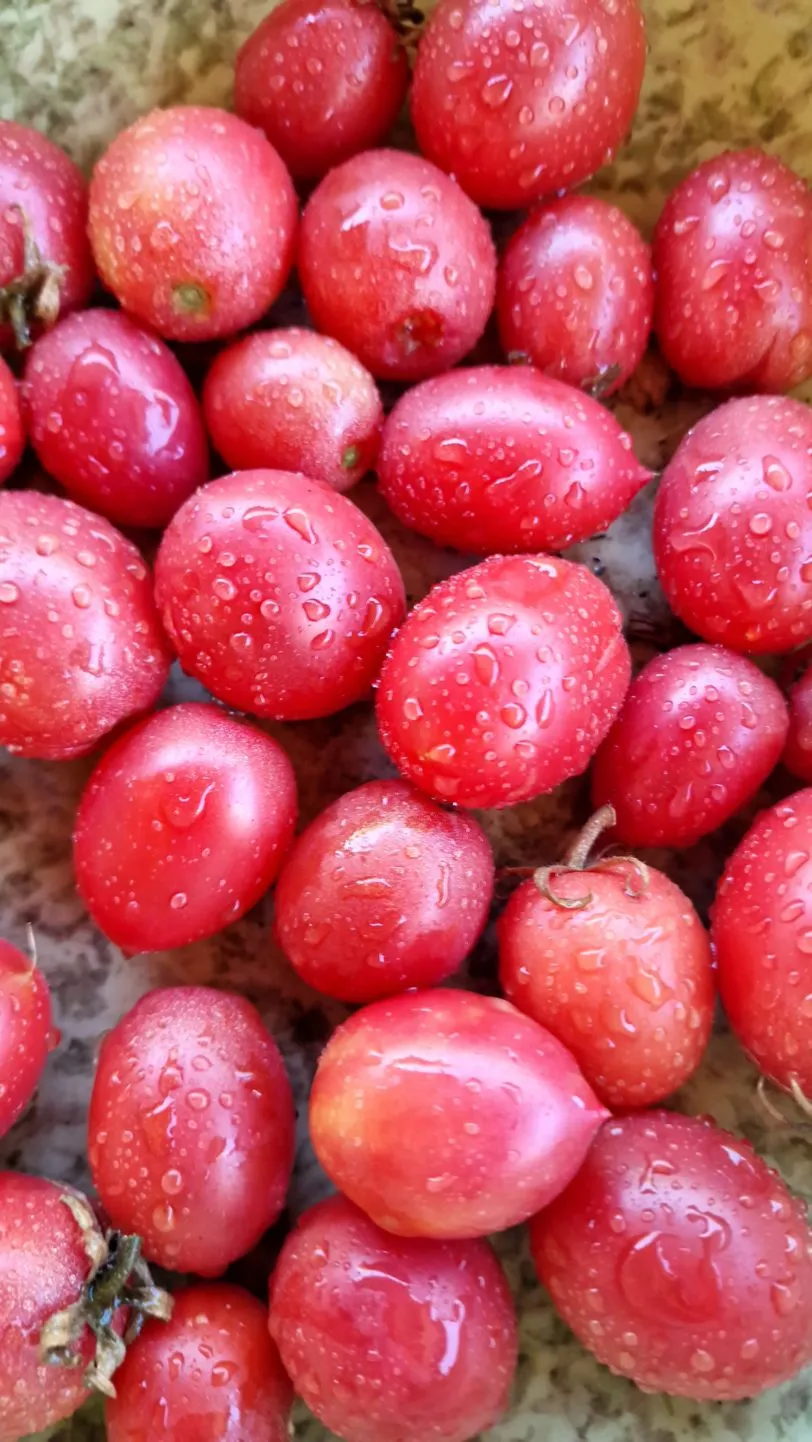 Shimofuri Variegated Tomato Seeds - Image 3