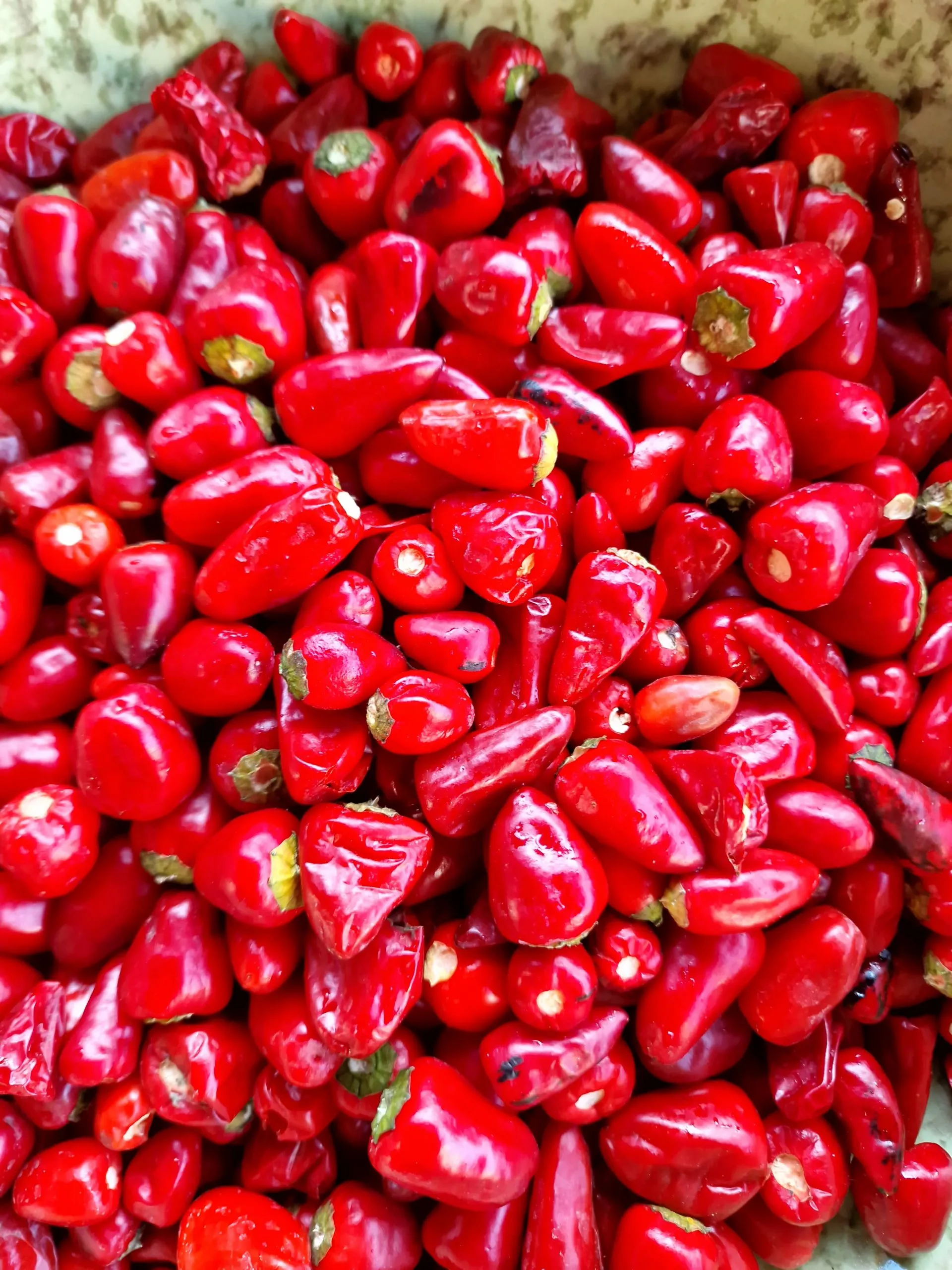 Numex Xmas Chilli Seeds - Image 2