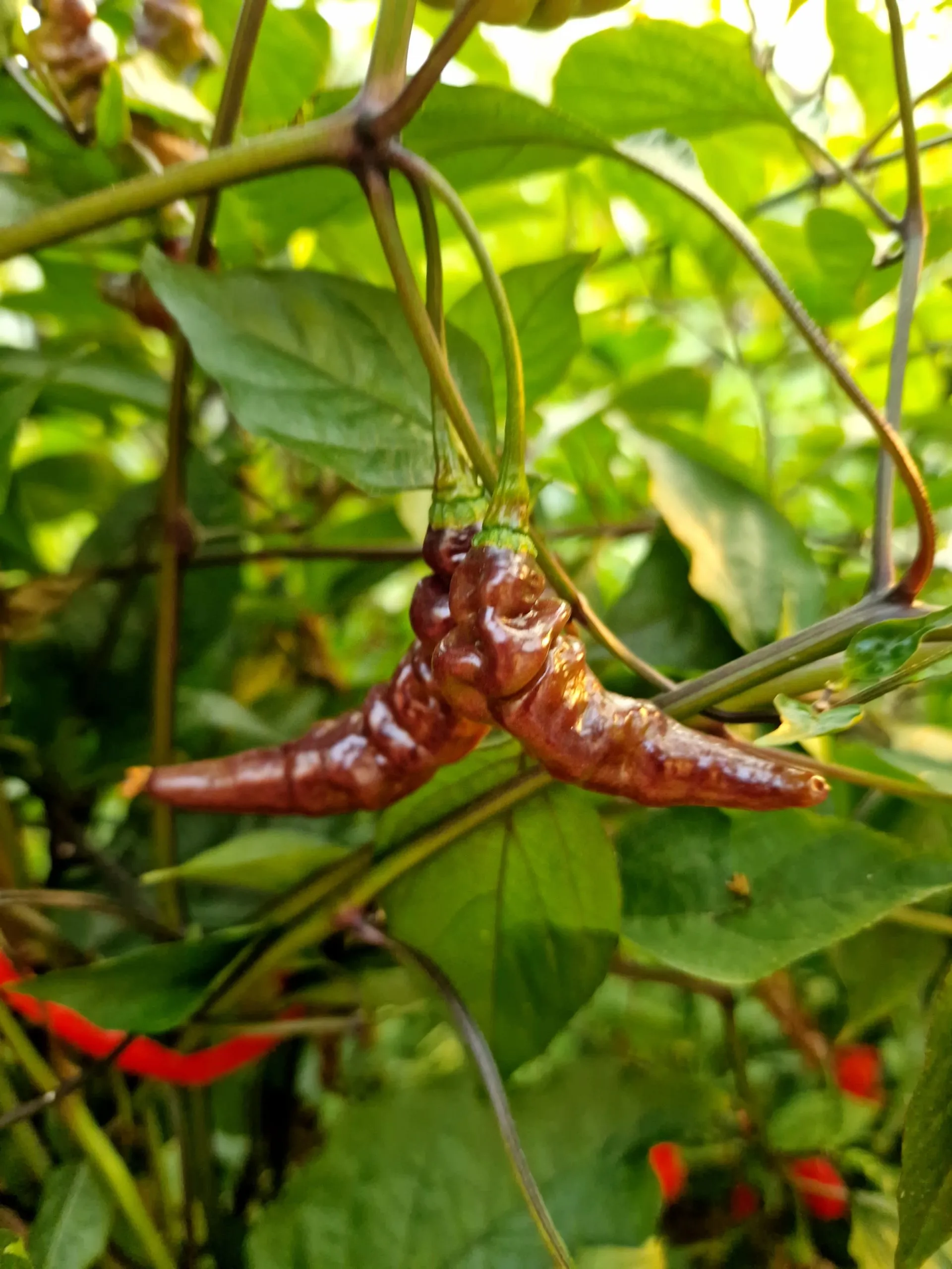 Purple Murupi Chilli Seeds - Image 4