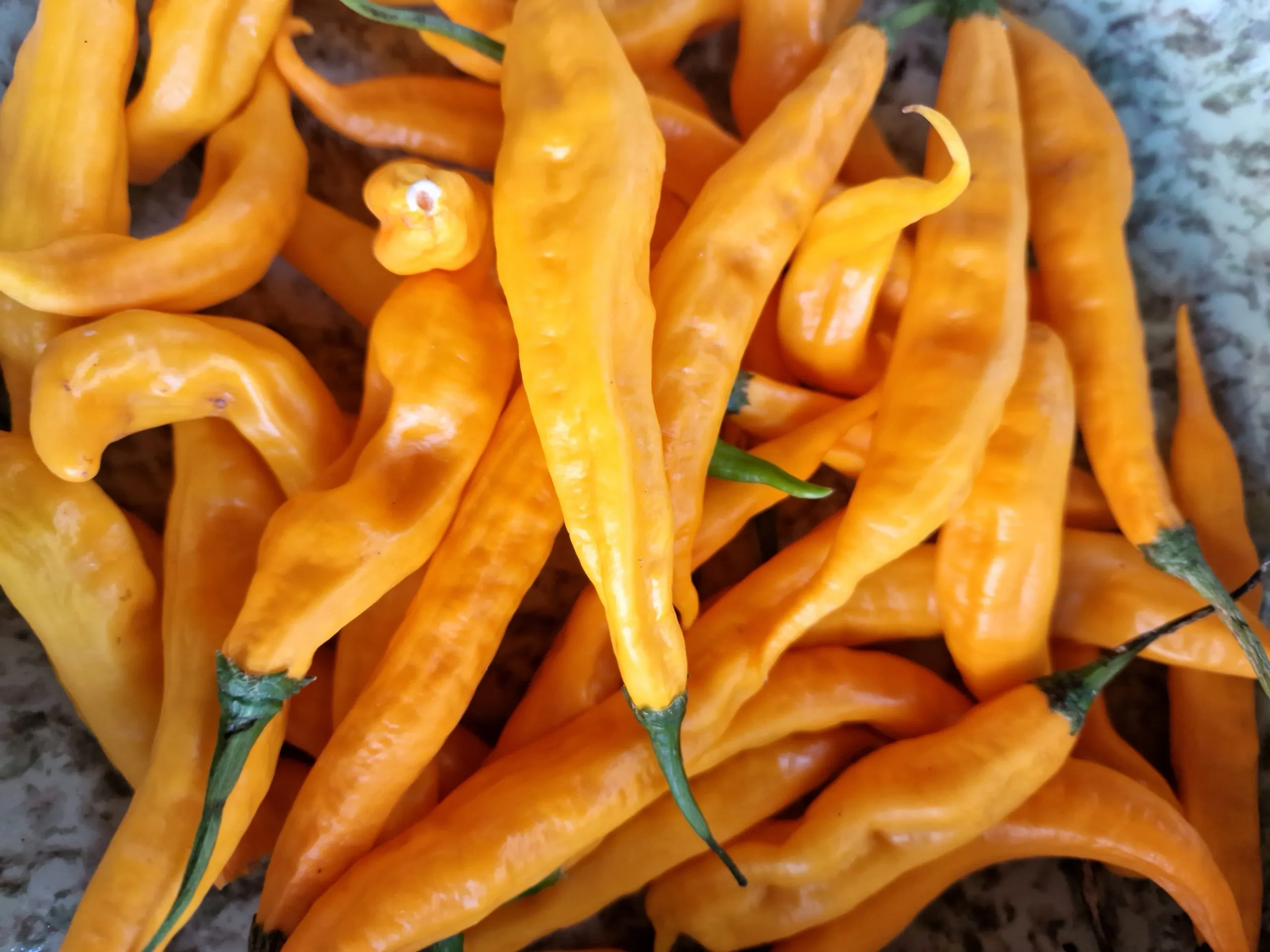 Aji Guyana Chilli Seeds - Image 2