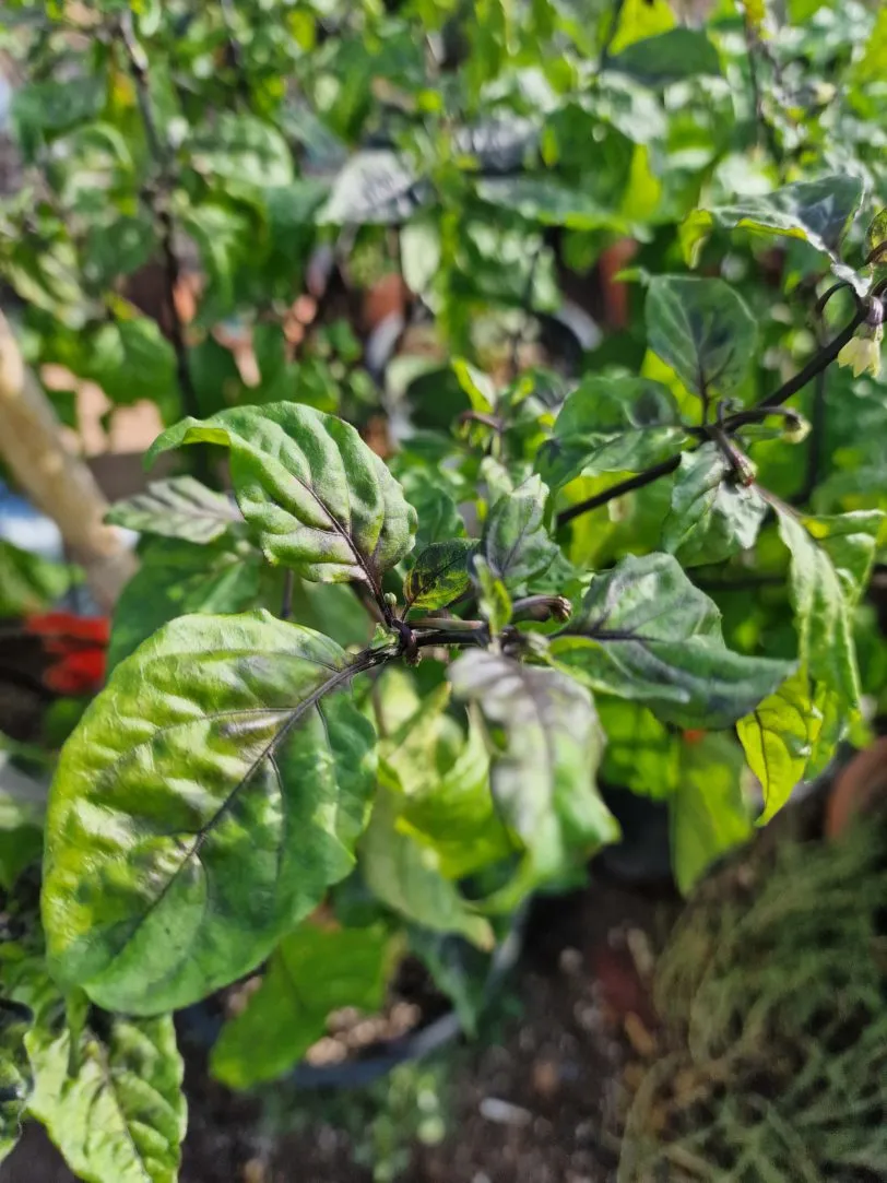 Neyde Orange Chilli Seeds - Image 5