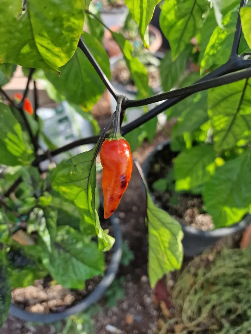 Neyde Orange Chilli Seeds - Image 4